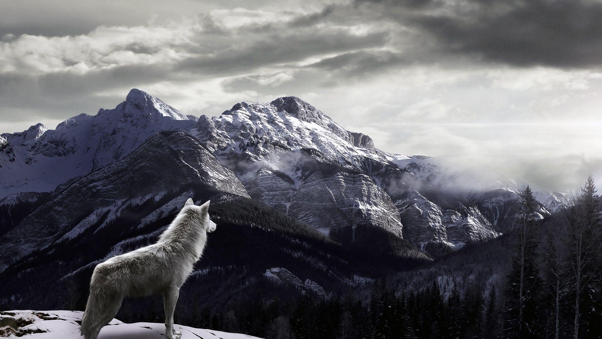 White Wolf Mountain Wallpaper HD. Wallpaper. Wolf