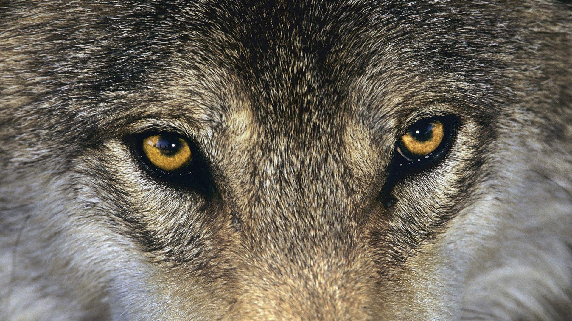 Alpha wolf persian Persian Alpha