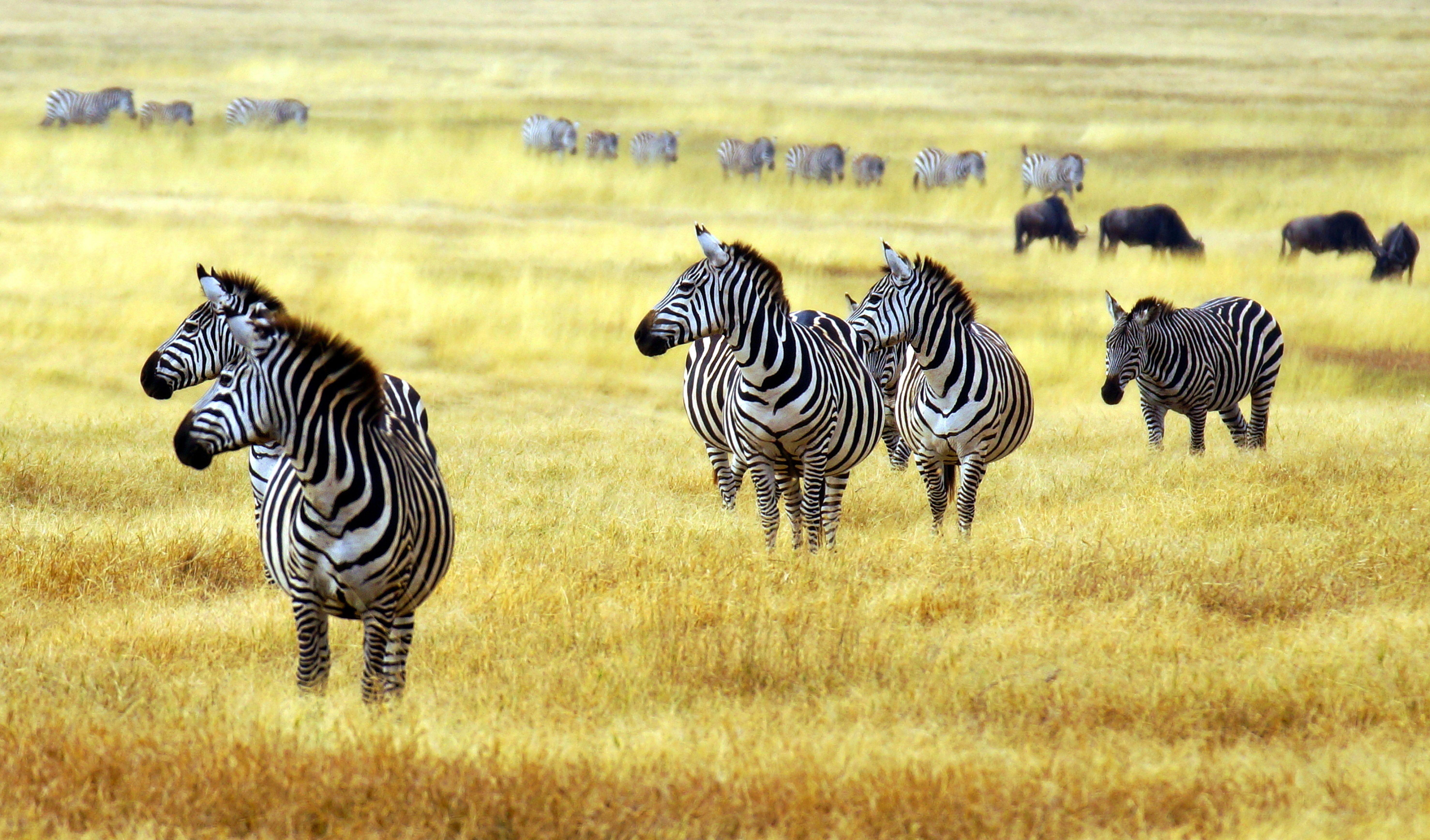 image Zebras Grass Artiodactyl Animals 5910x3472