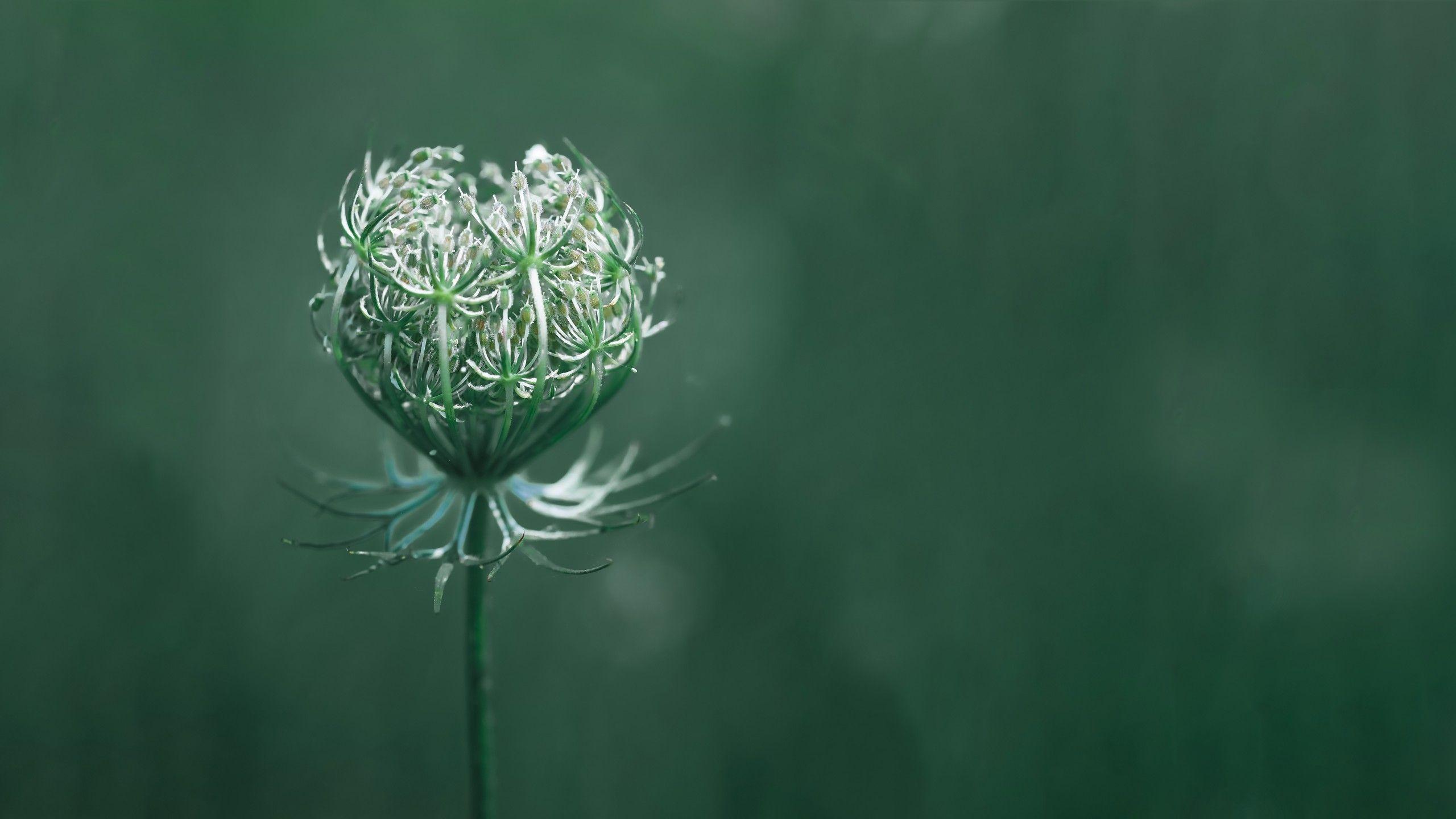 Wallpaper flower, green, macro, 10K, Nature
