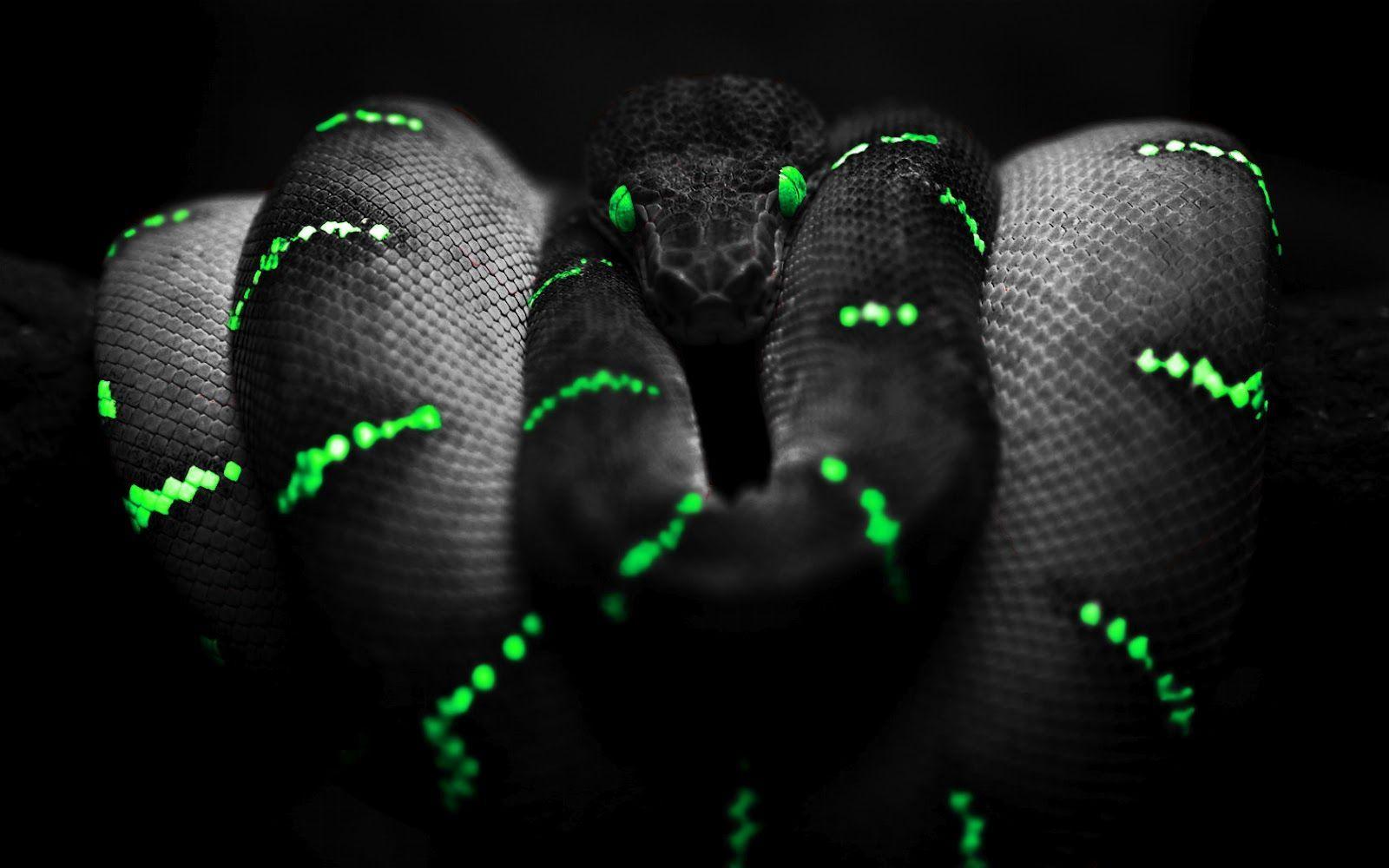 HD pit vipers wallpapers  Peakpx