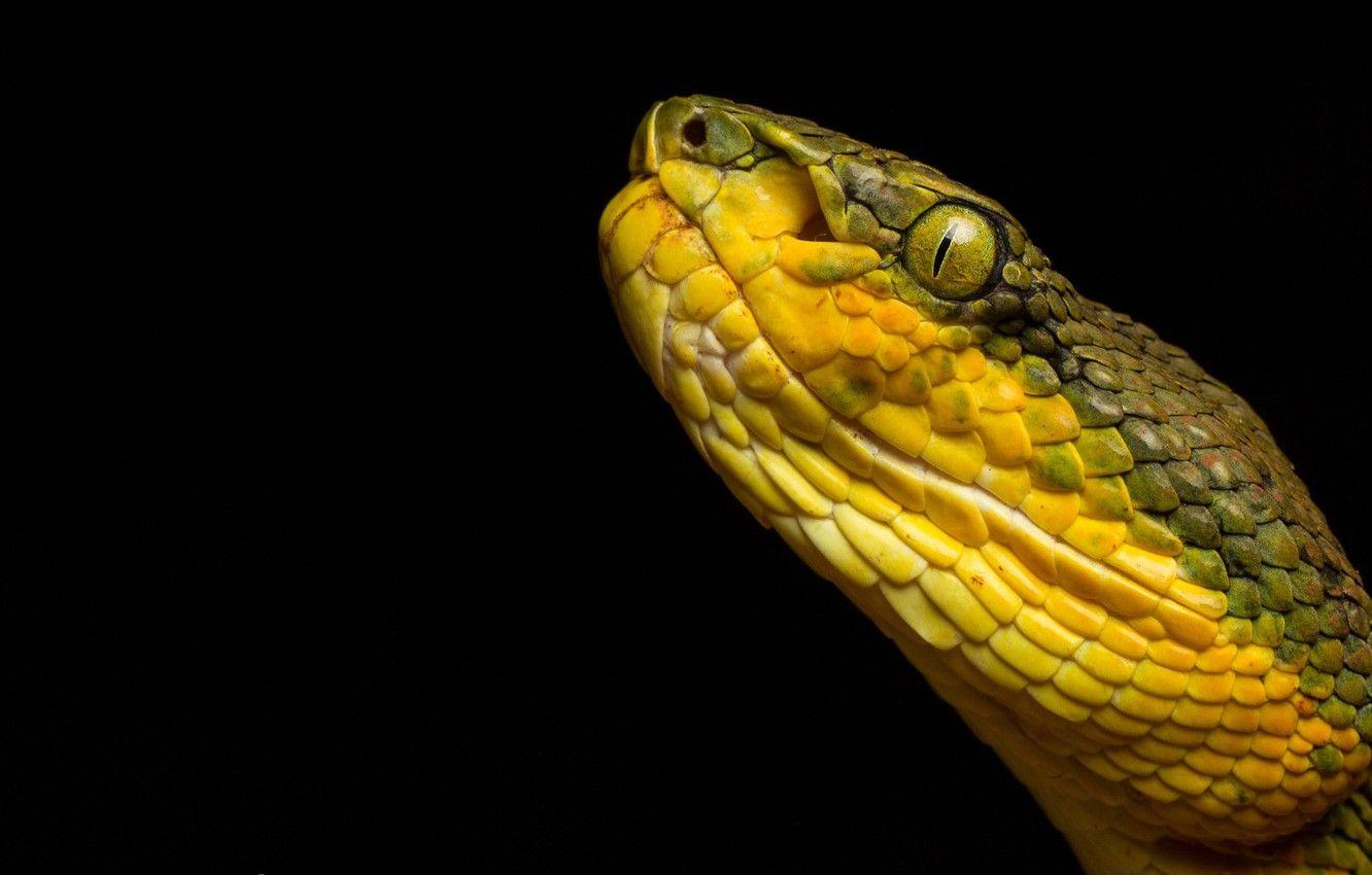 Wallpaper snake, Trimeresurus gramineus, Bamboo pit viper image for desktop, section животные