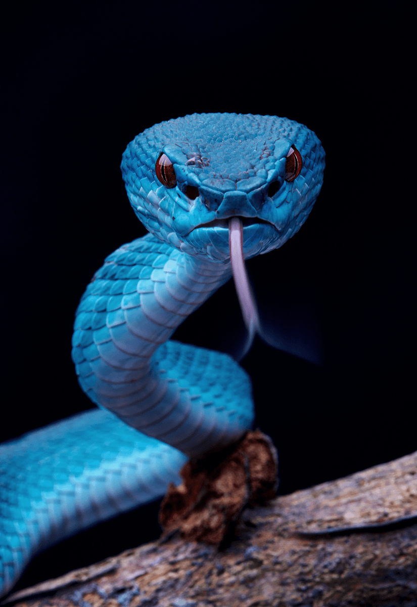 Blue Pit Viper (by David Cyt). Animal Kingdom