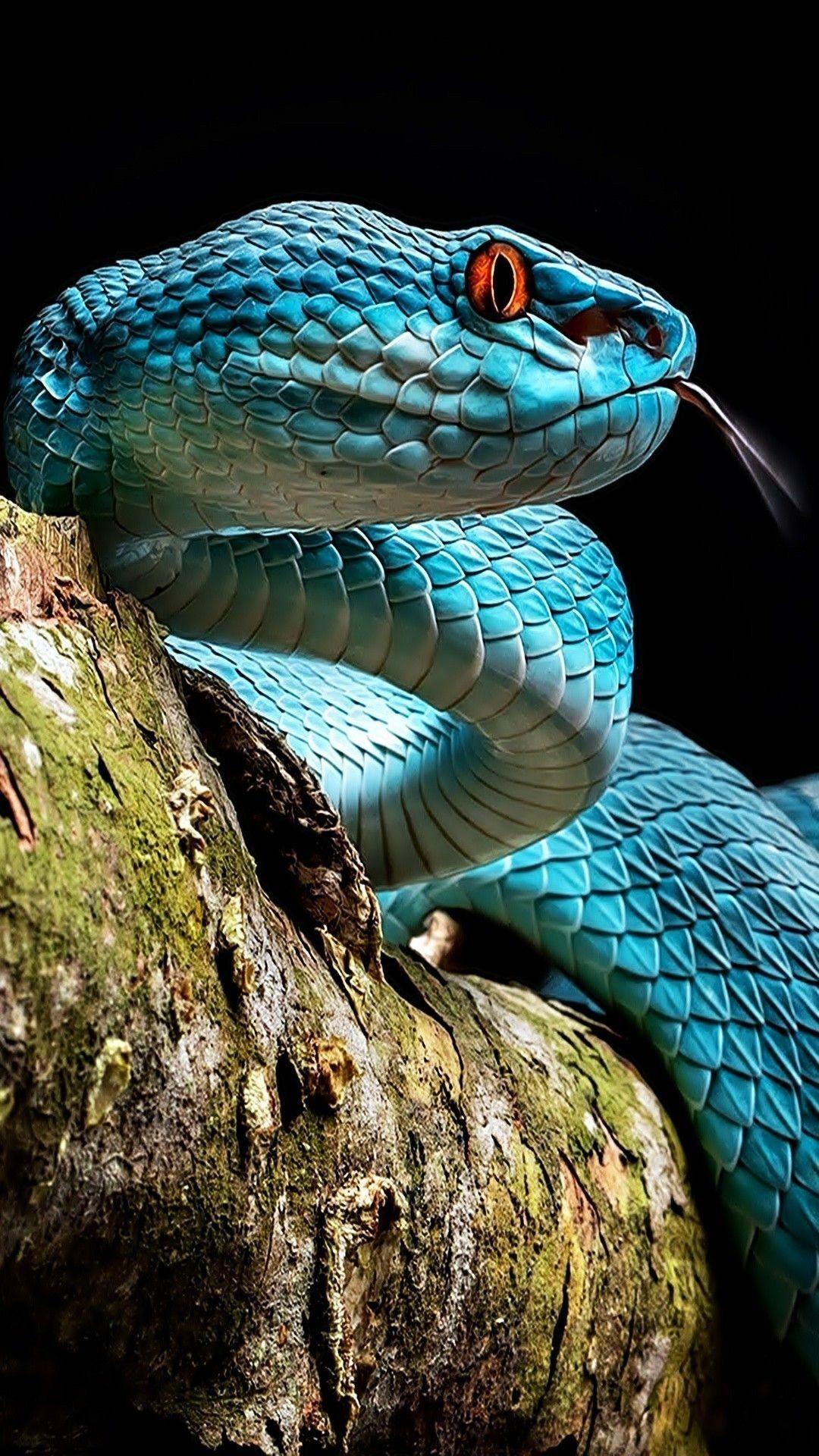 Green pit viper snake venomous animal wallpaper  Snake Pit viper Viper  snake