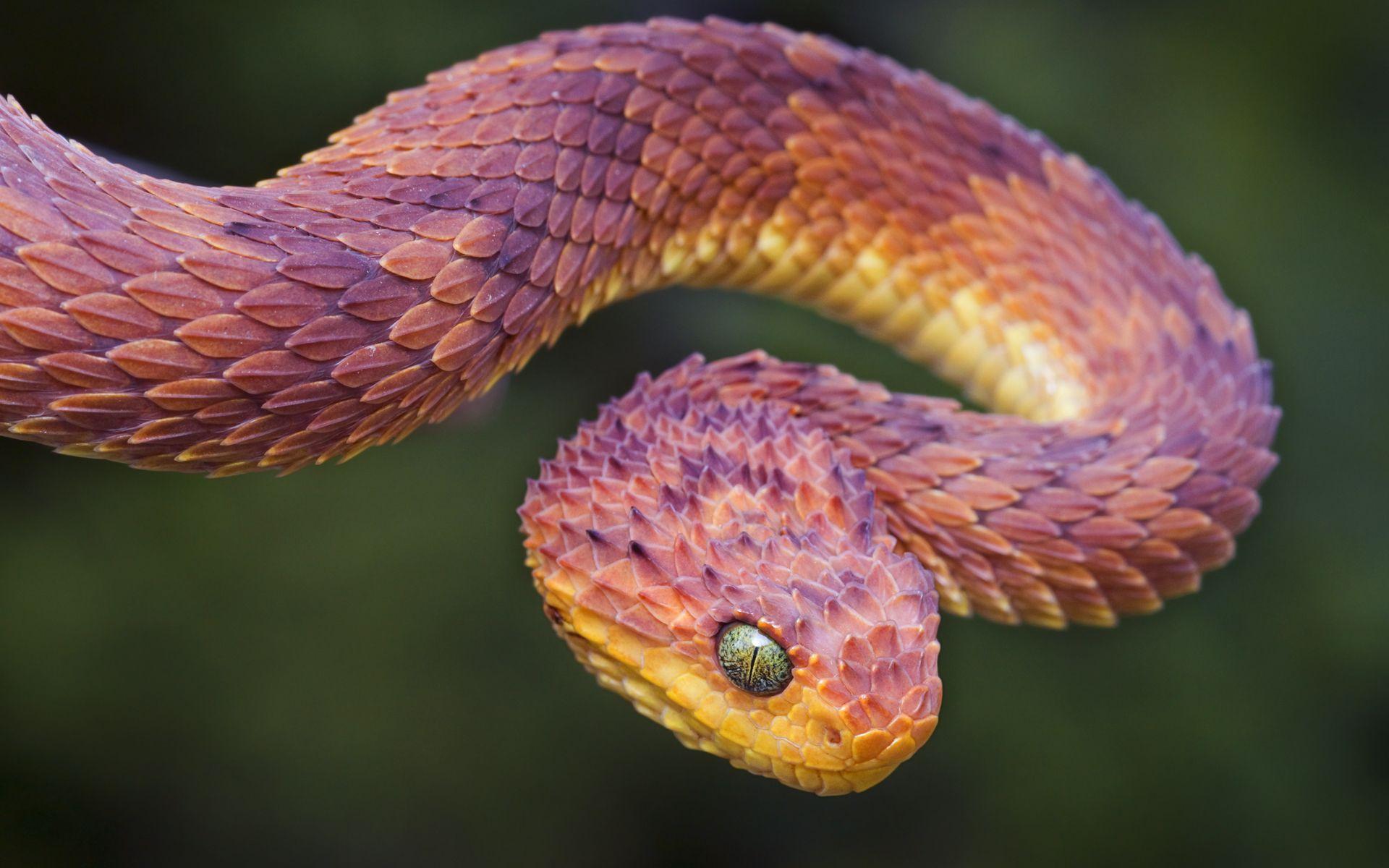 Bush Viper Snake HD Wallpaper HD #gardensnakephotography