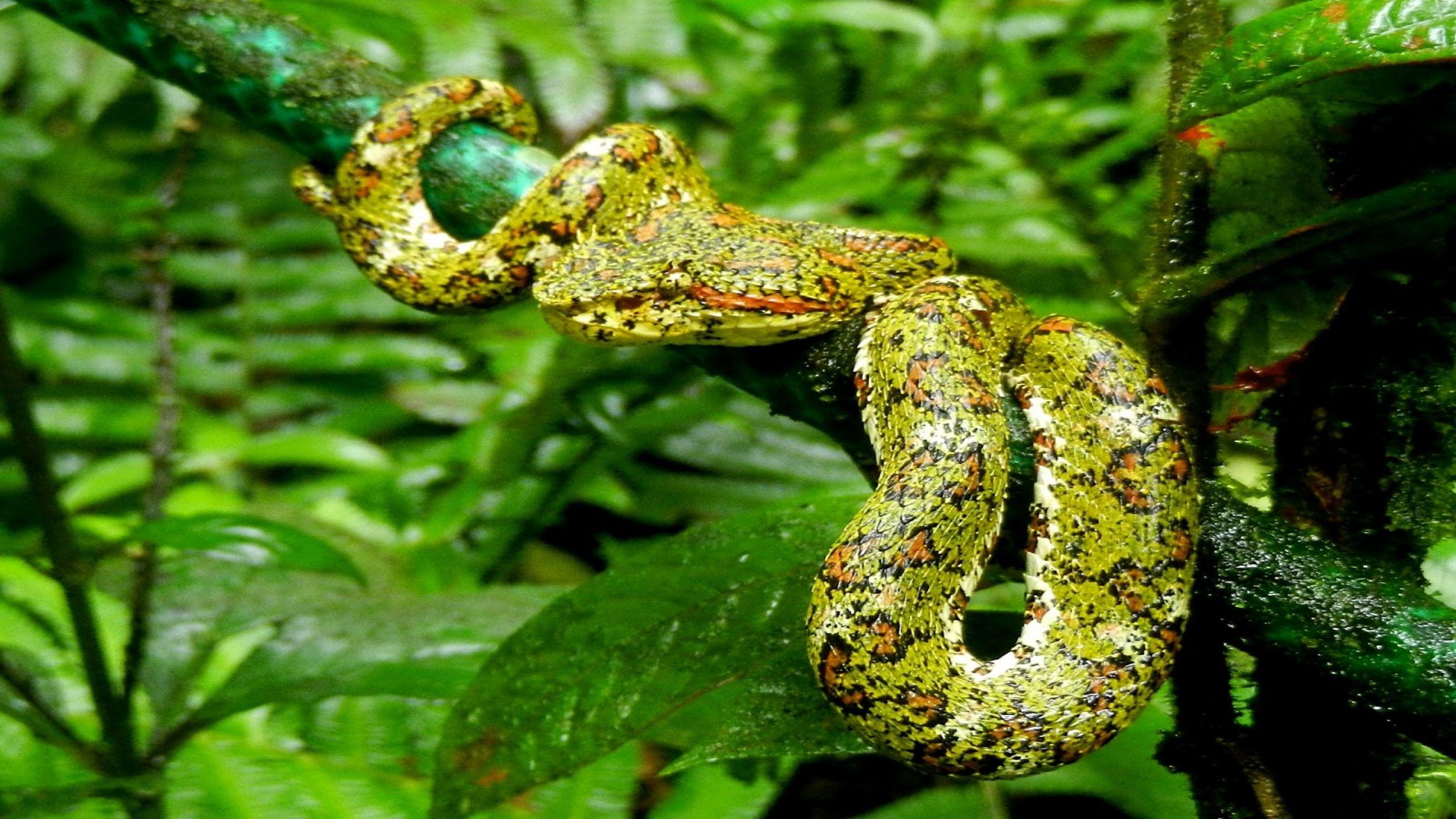 image of pit viper snakes wallpaper