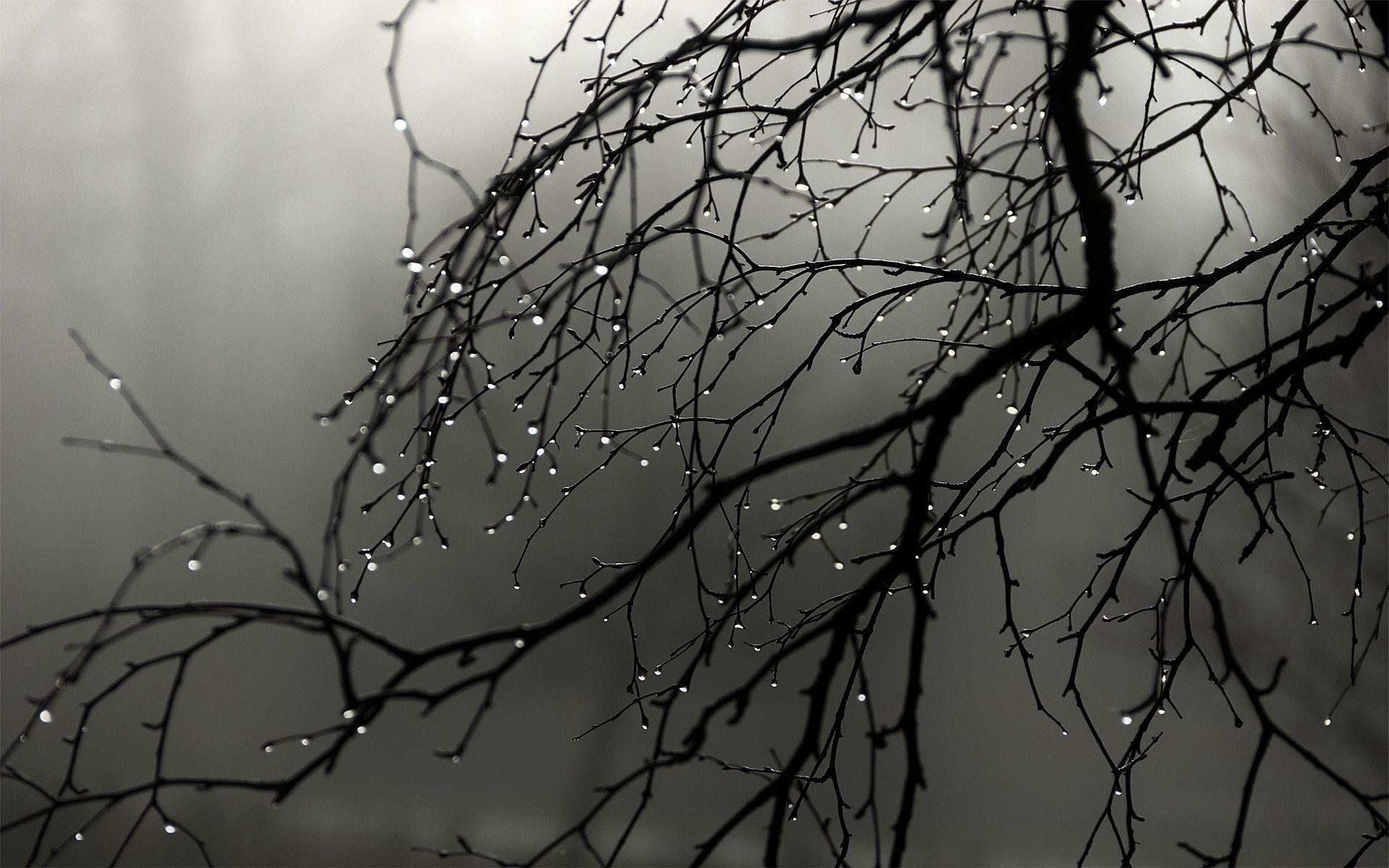 rain drops on the branch. Wallpaper. Rain. I can smell it coming