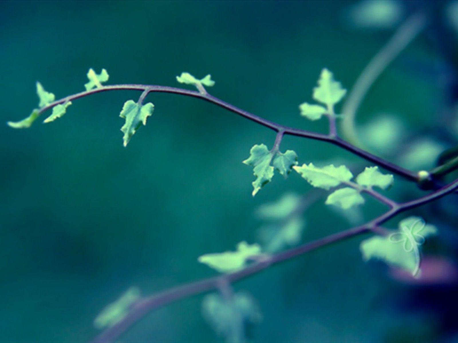 Nature leaves branches wallpaper. PC
