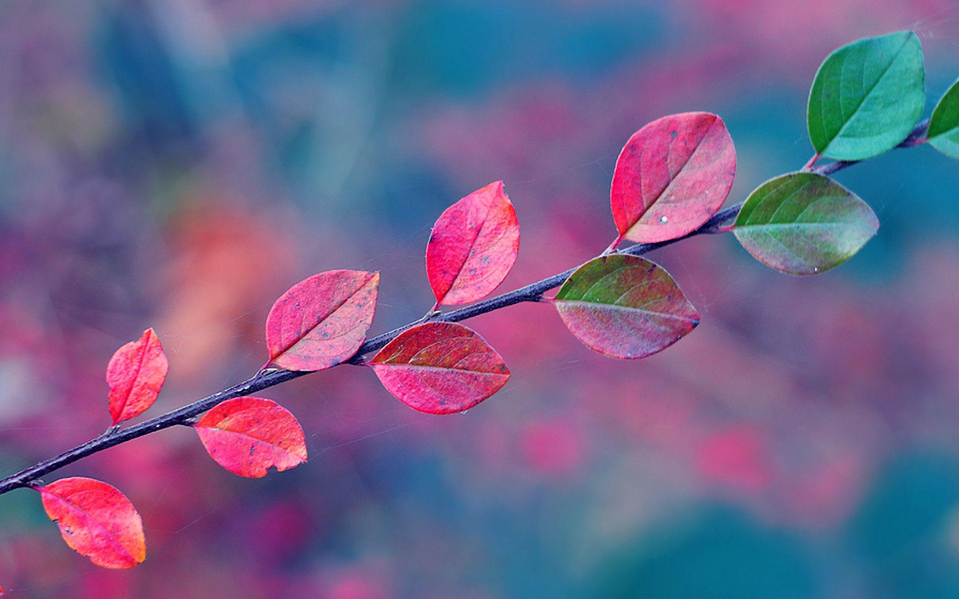 Autumn Leaves Branches Wallpaper