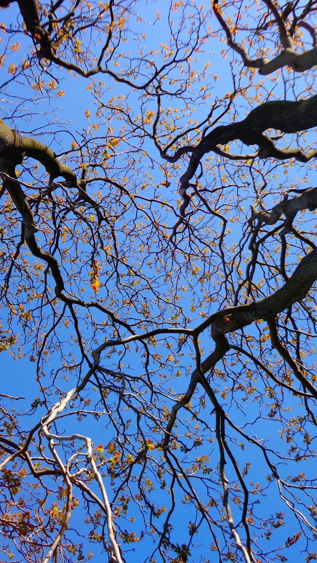 Seasonal Embracing Branches Wallpaper