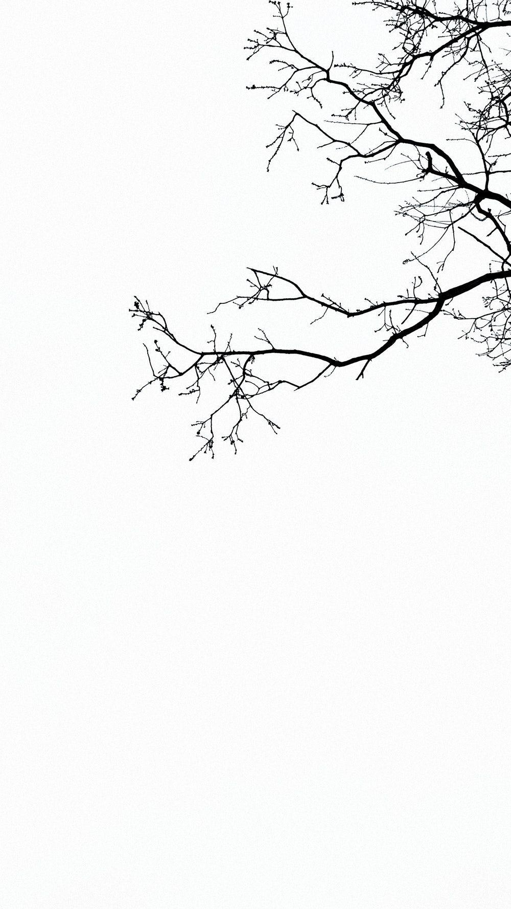 Branch Picture. Download Free Image