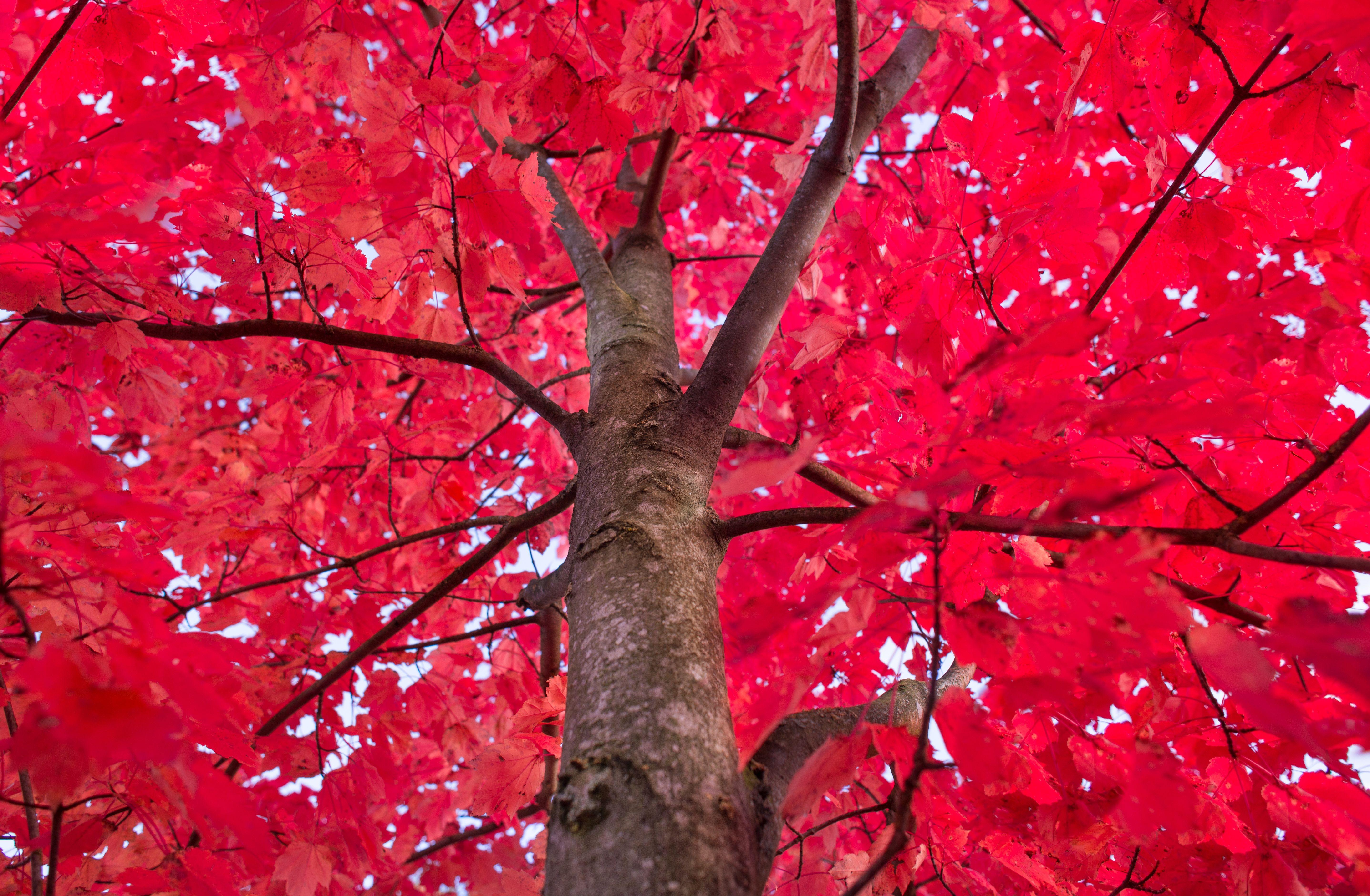 Download wallpaper 5749x3761 tree, red, branches HD background