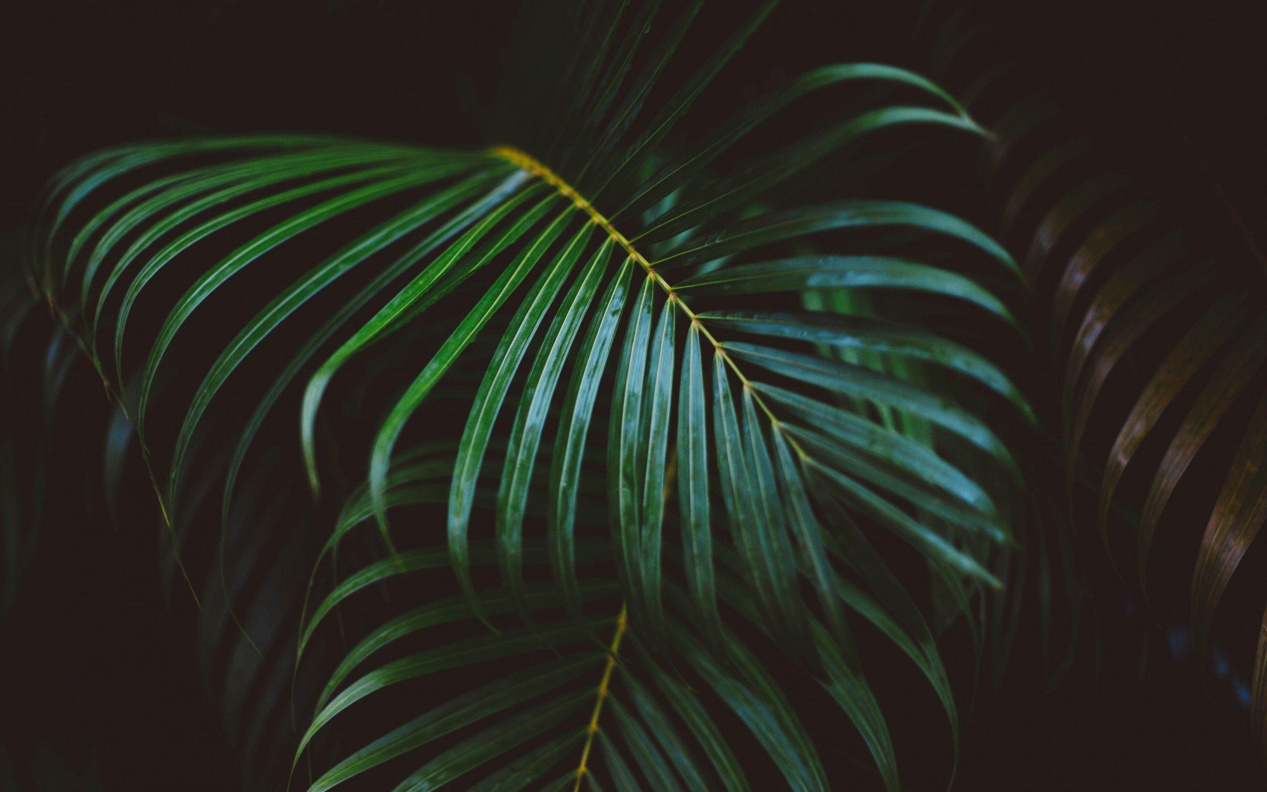 Download 2560x1600 Palm Leaves, Close Up, Branches Wallpaper