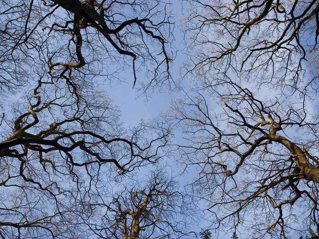 Free Wallpaper: Branch Tree in Sky Wallpaper
