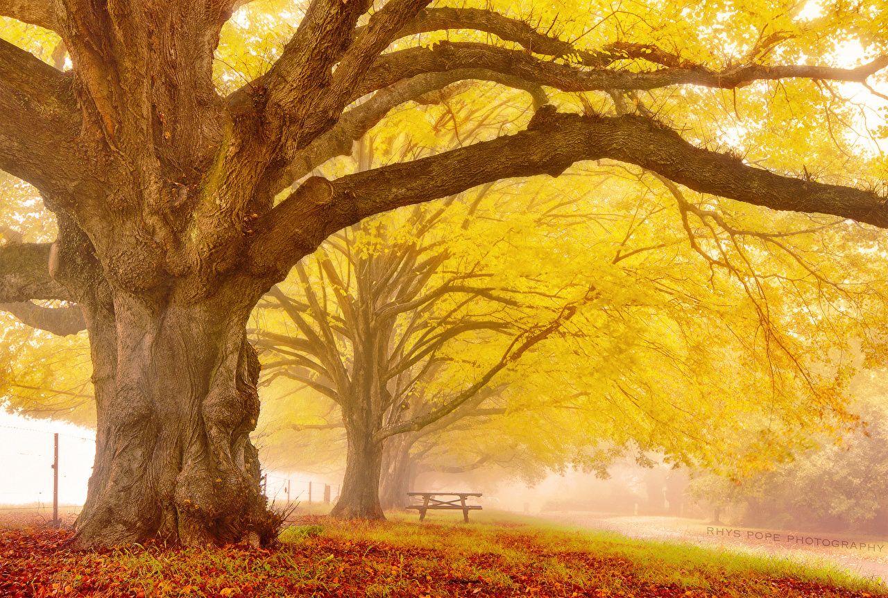 Wallpaper Autumn Trunk tree Branches Trees Animals