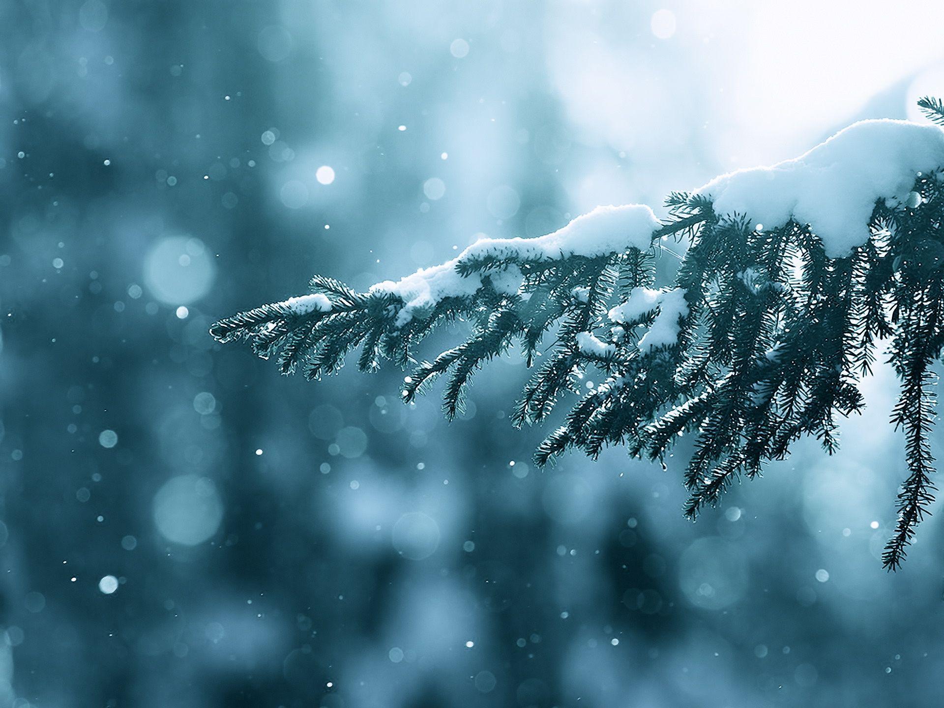 winter, snow, trees, lens flare, bokeh, depth of field, branches
