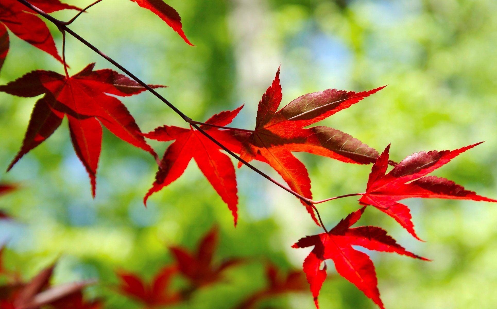 Branches with leaves Wallpaper