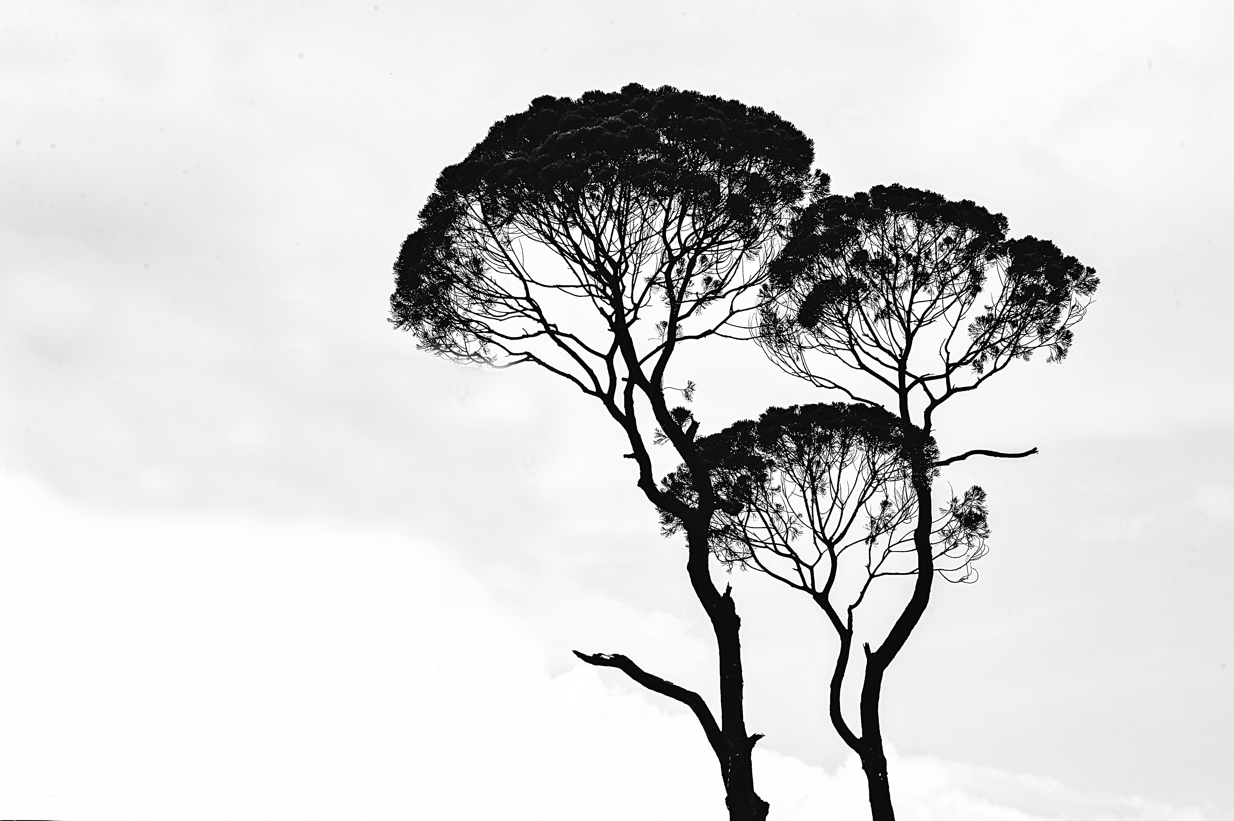 art black and white branches #wallpaper