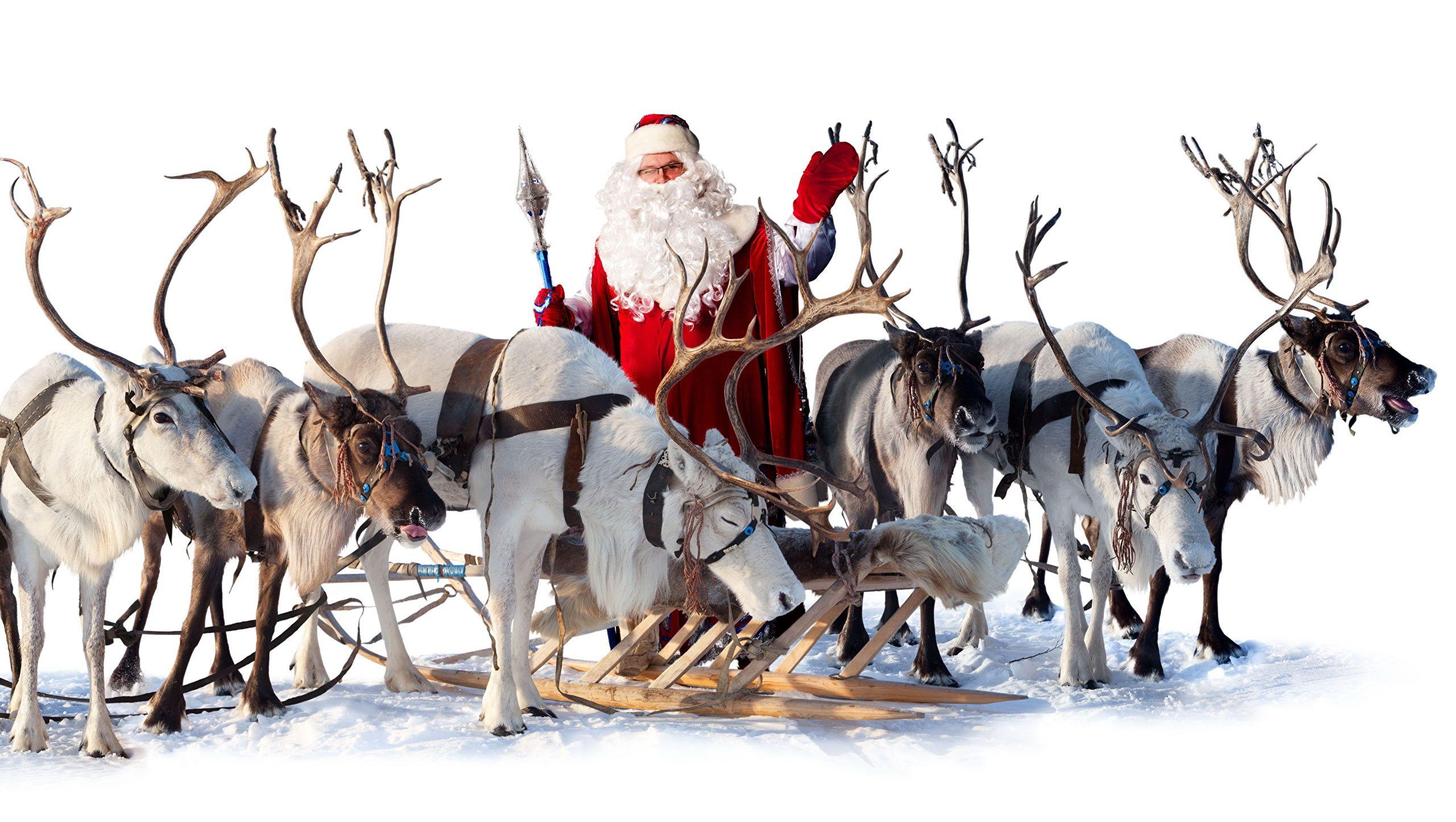Christmas Wallpaper With Deer Deer Christmas Sleigh