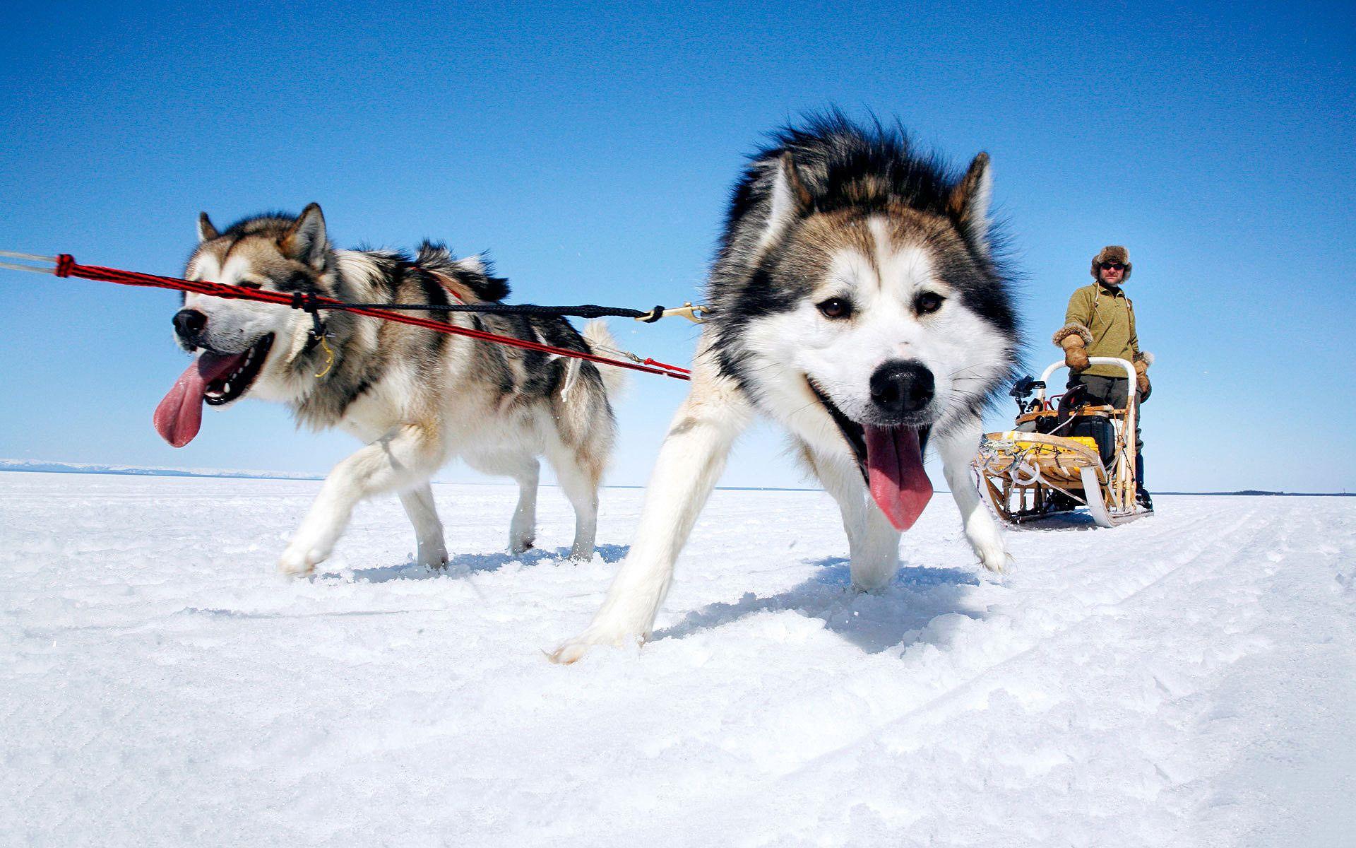 Husky Dog Sleigh Wallpaper Picture Photo Image Pics Full HD