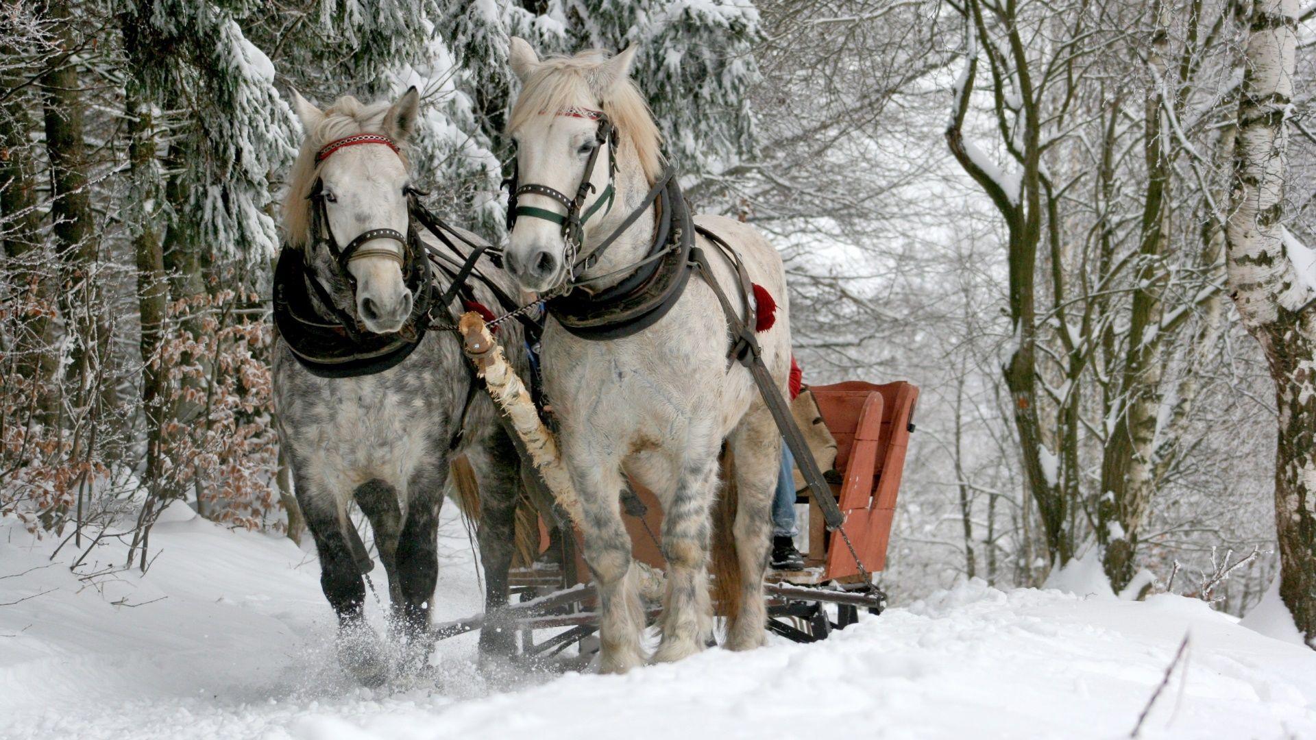 Horse Drawn Sleigh HD Wallpaper. Wallpaper Studio 10