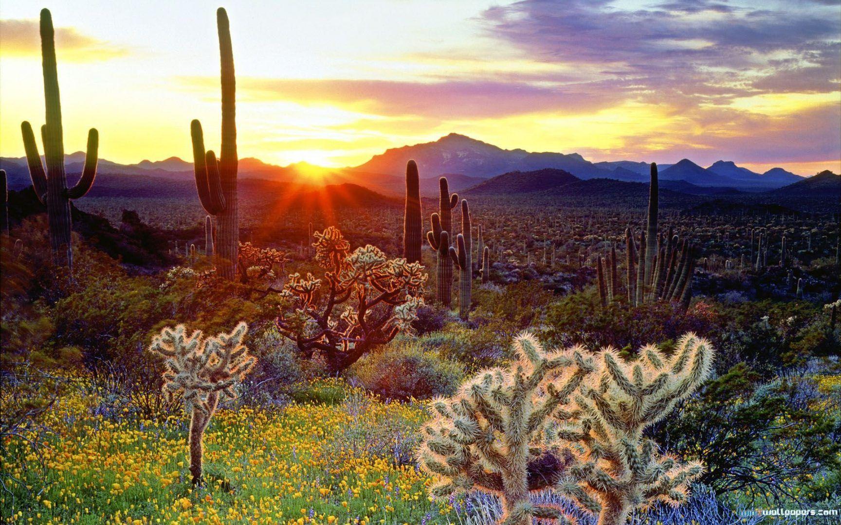 American Southwest Sunset Cacti Organ Wallpaper Blinds Wallpaper