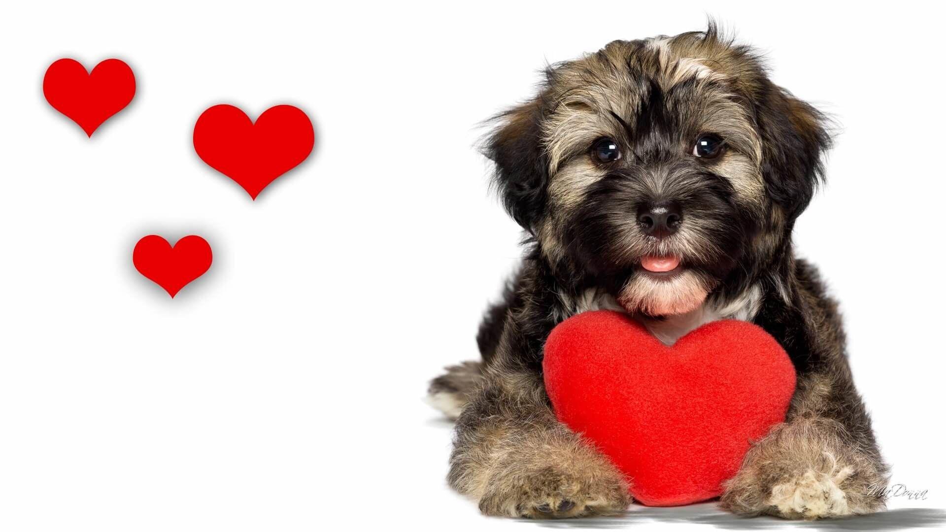 Puppy Valentine's Day Wallpapers - Wallpaper Cave