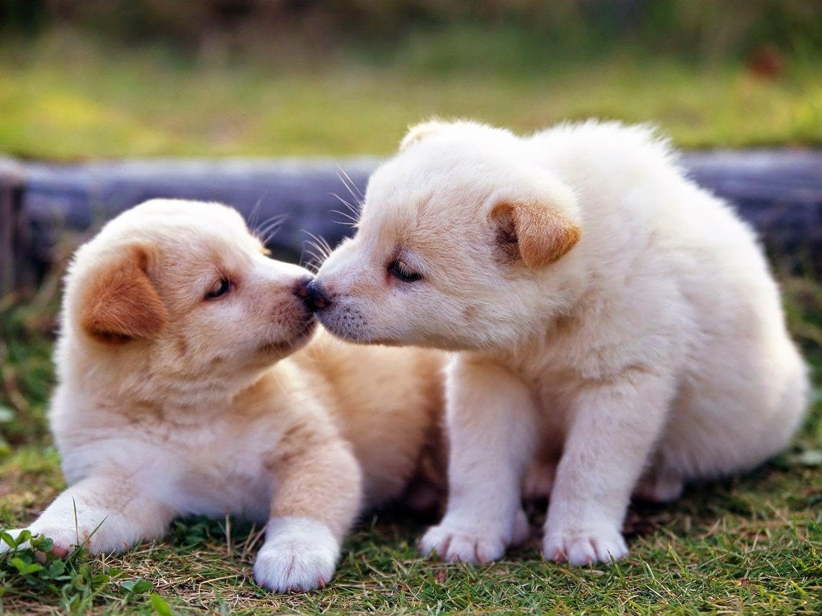 Puppies Kissing!. Cute dogs breeds, Cute puppies, Baby animals