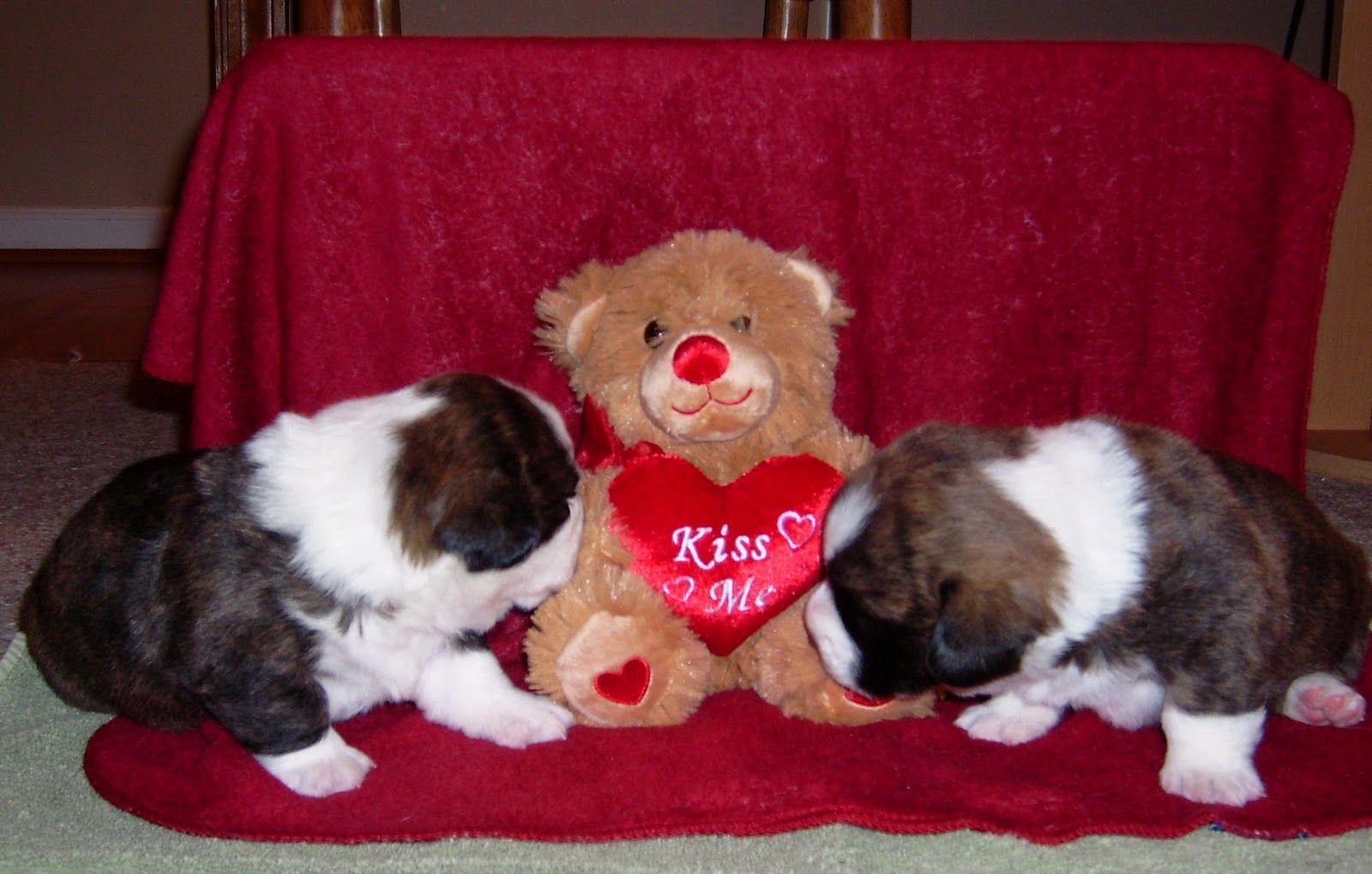 Cute Puppy Valentines Day Wallpaper