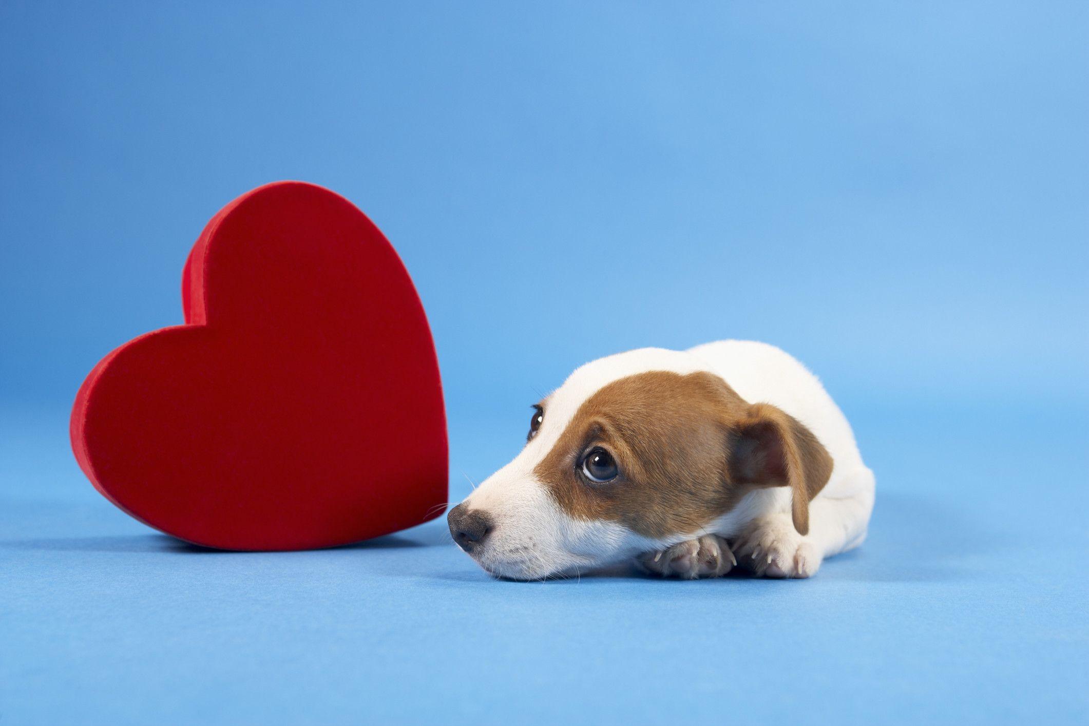 Valentines Puppy Wallpapers - Wallpaper Cave