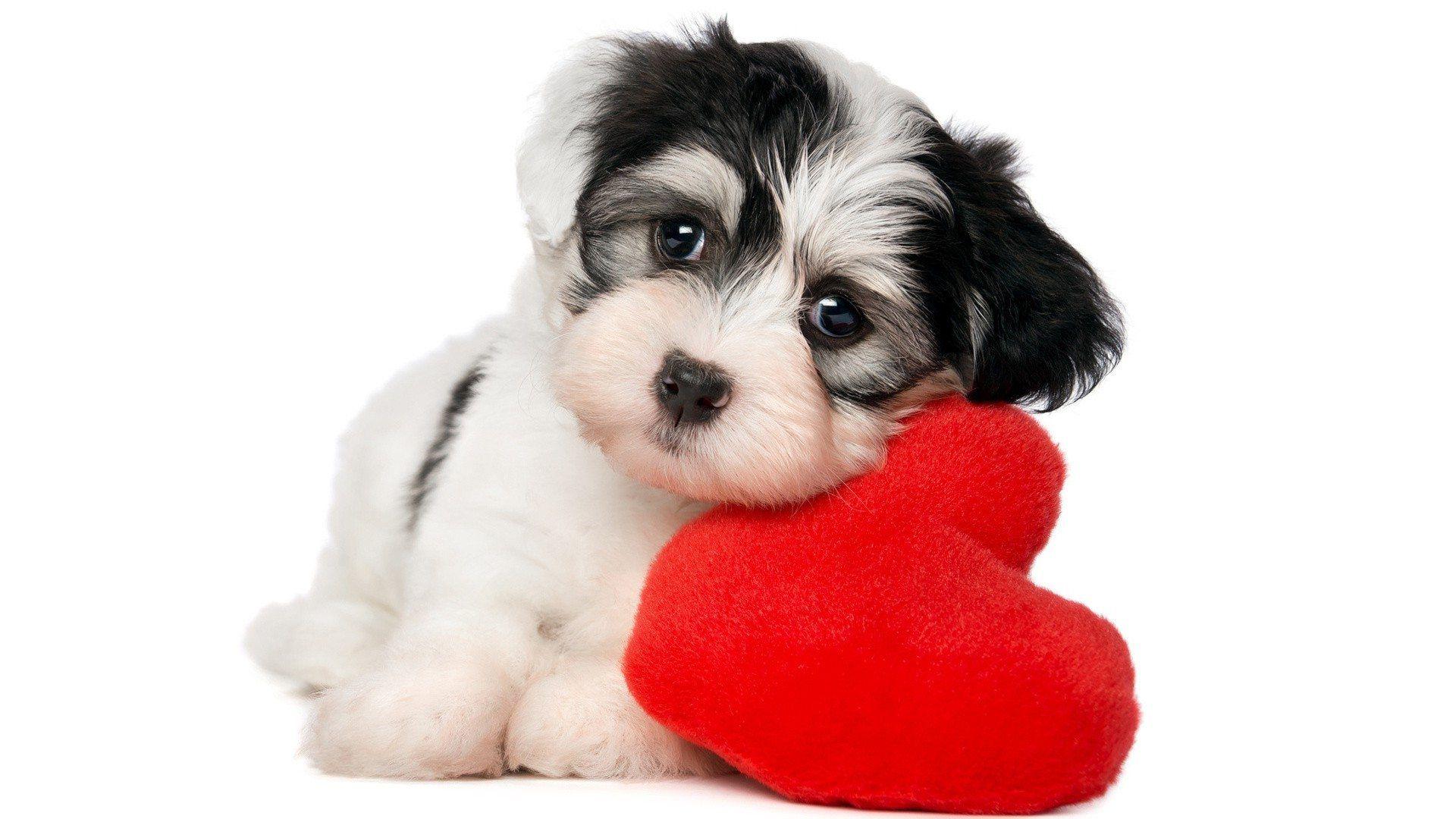 Rating ascendskills.com, C/ Happy valentines dog