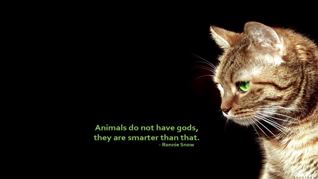Text cats animals quotes simple background black background