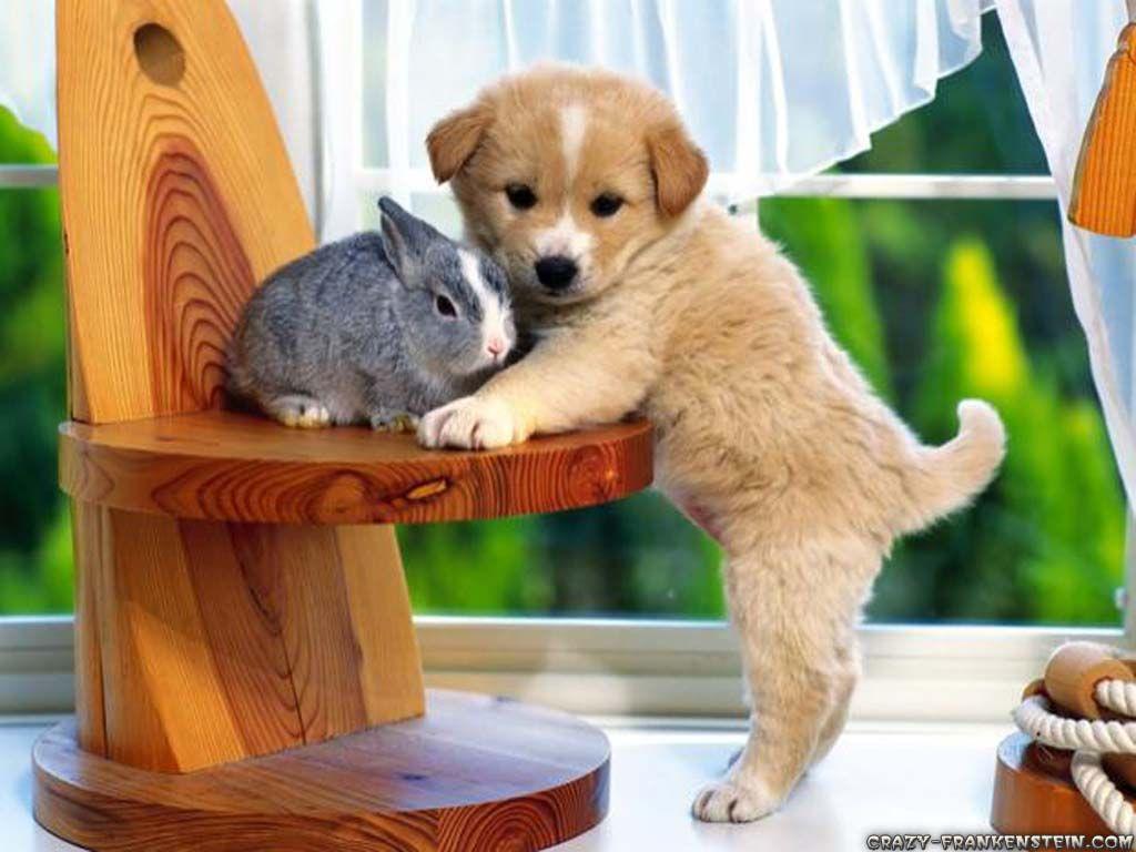 Bunny Animal Wallpaper Picture And Wallpaper Cute Dog Beautiful