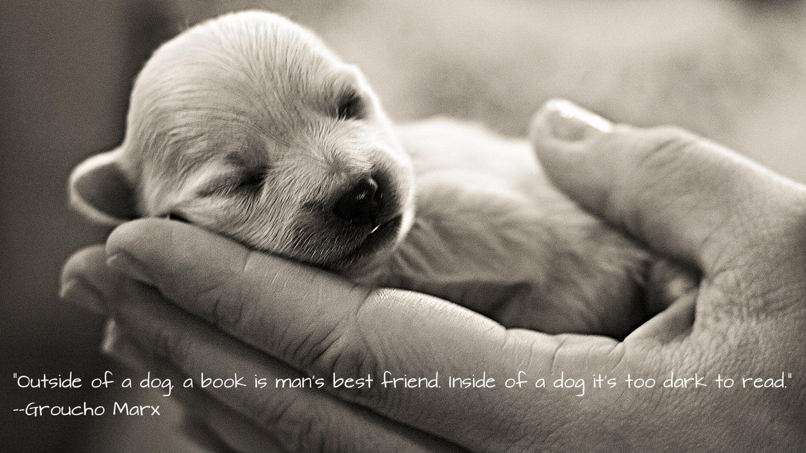 Wallpaper Quotes About Dogs. QuotesGram. Dog Quotes