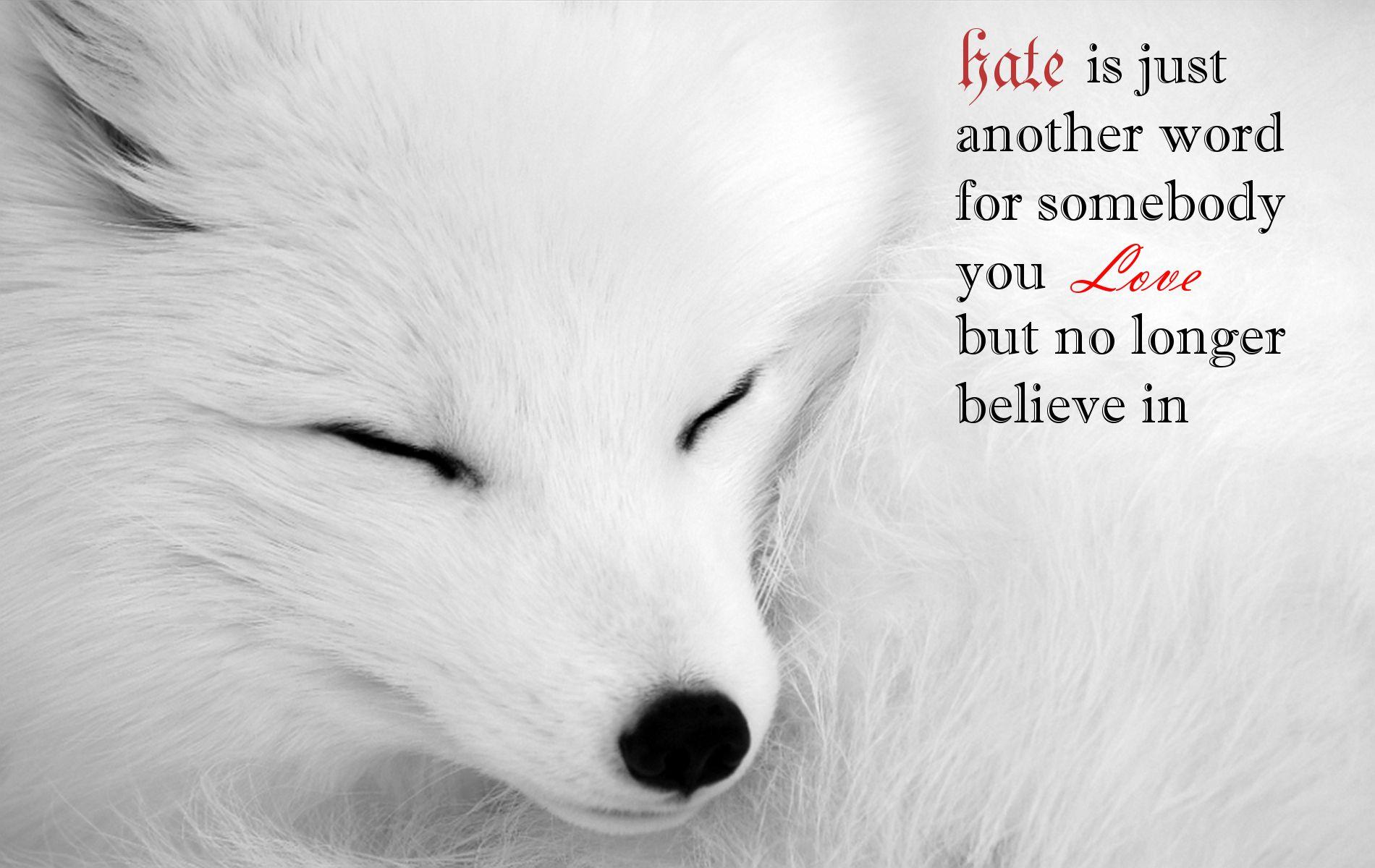 Download Animal Arctic Fox Dogs Quote HD Wallpaper