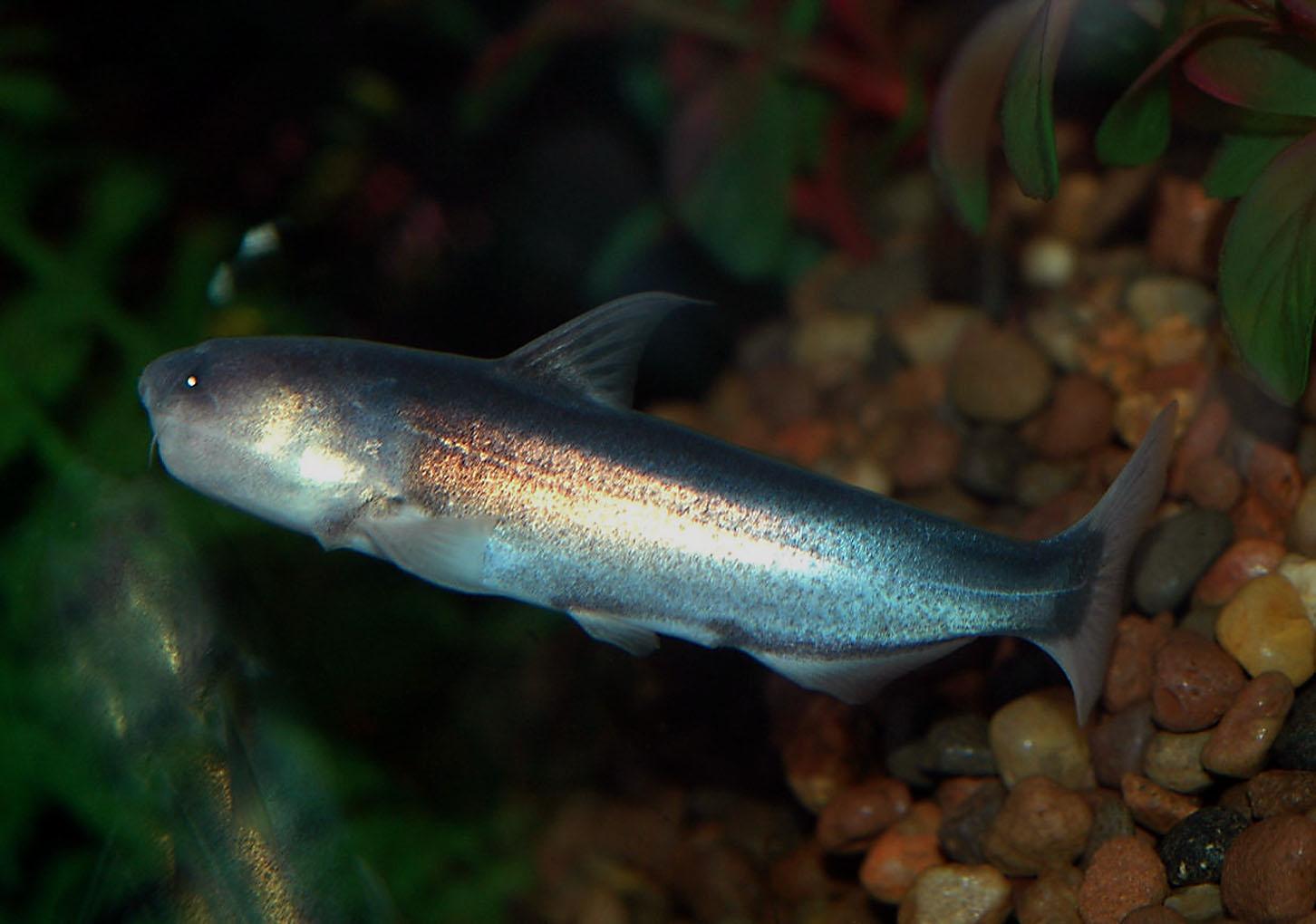 Catfish Wallpaper for Desktop Handpicked Wallpaper's Collection