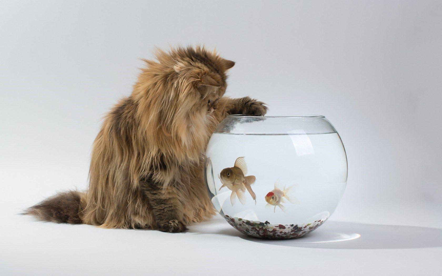 Cat Fish Bowl, High Definition, High Quality