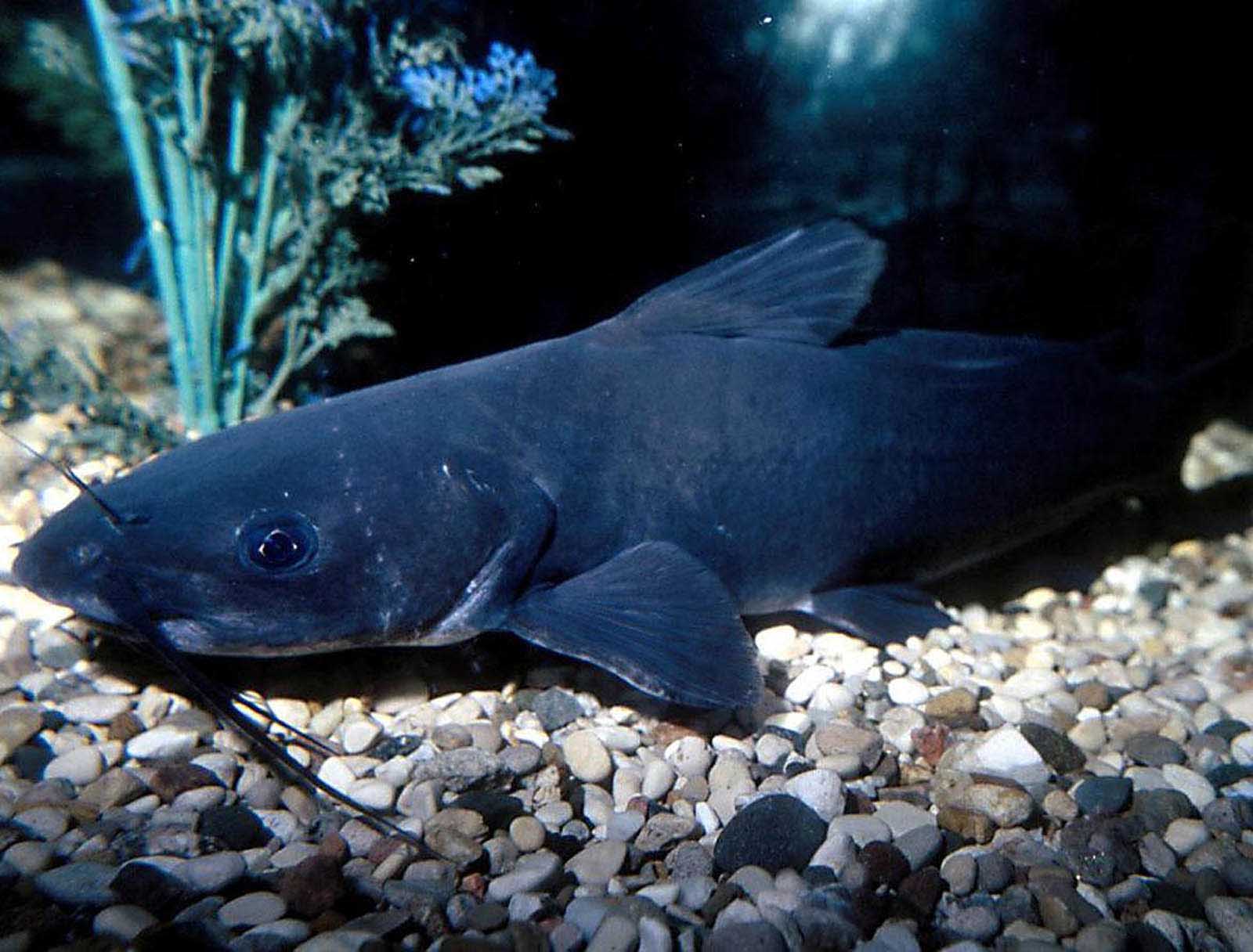 Catfish wallpapers Gallery.