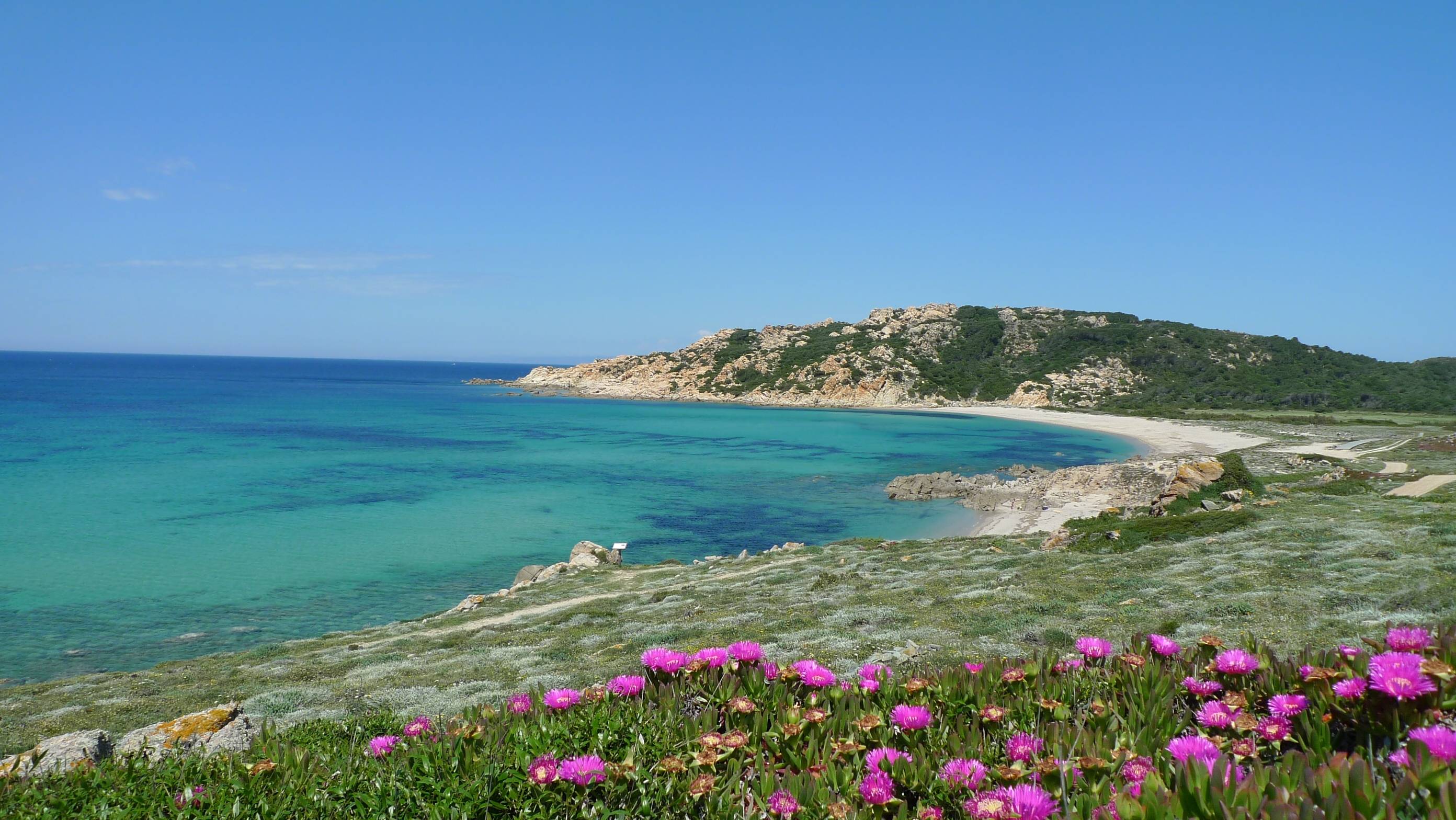 Flowers on the beach on the island of Sardinia, Italy wallpaper