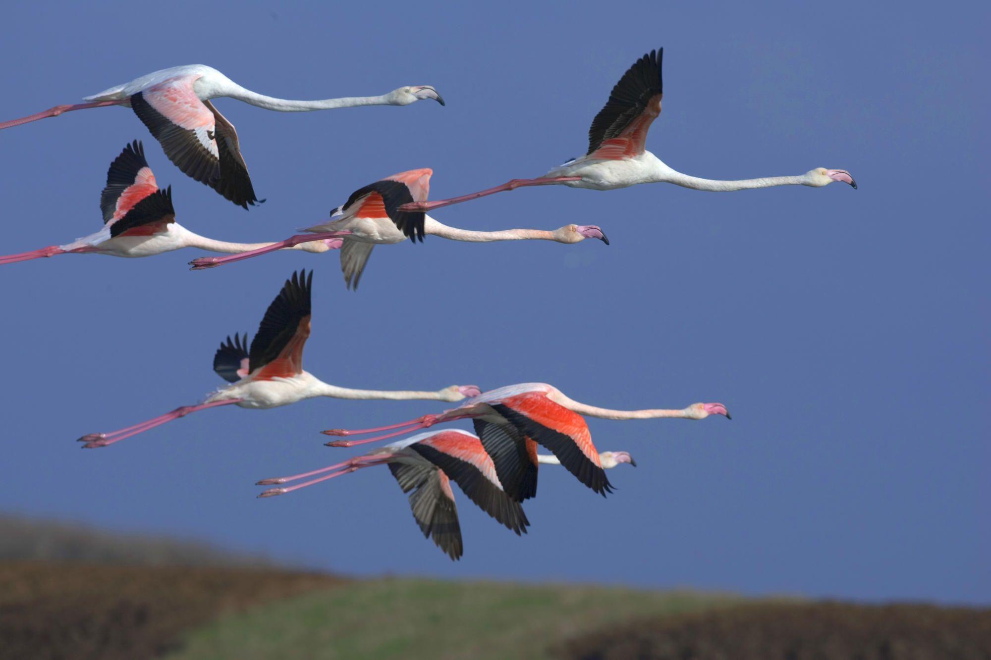 Greater Flamingos Sardinia Italy. HD Wallpaper. Birds