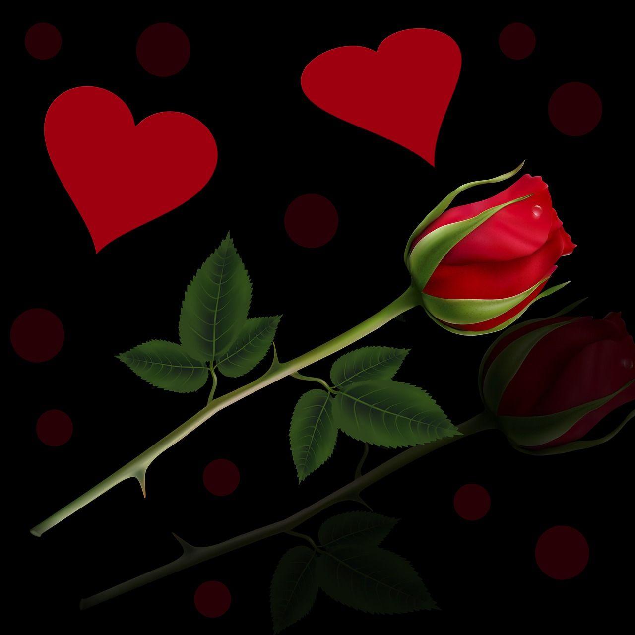 Background, red rose, rosa, heart, black background
