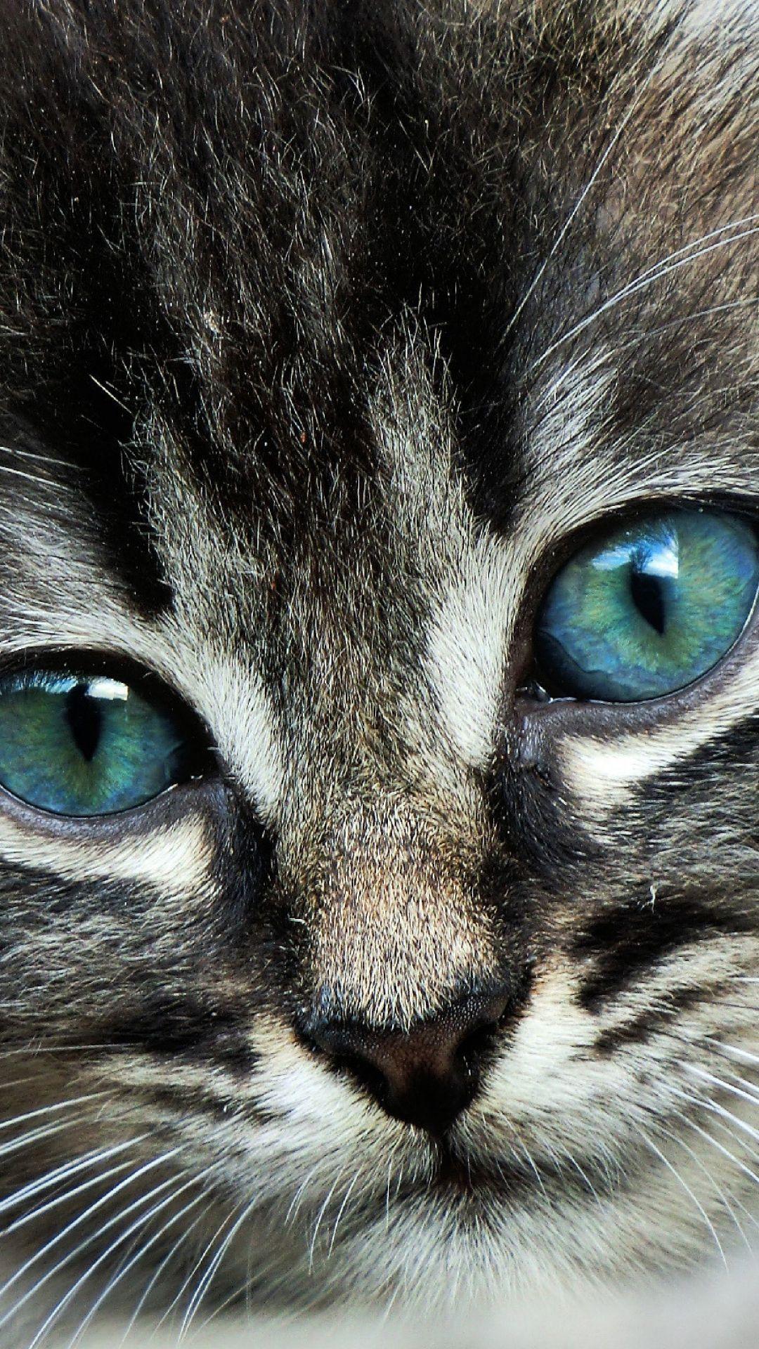 Download Wallpaper 1080x1920 cat, face, eyes, color Sony Xperia Z1