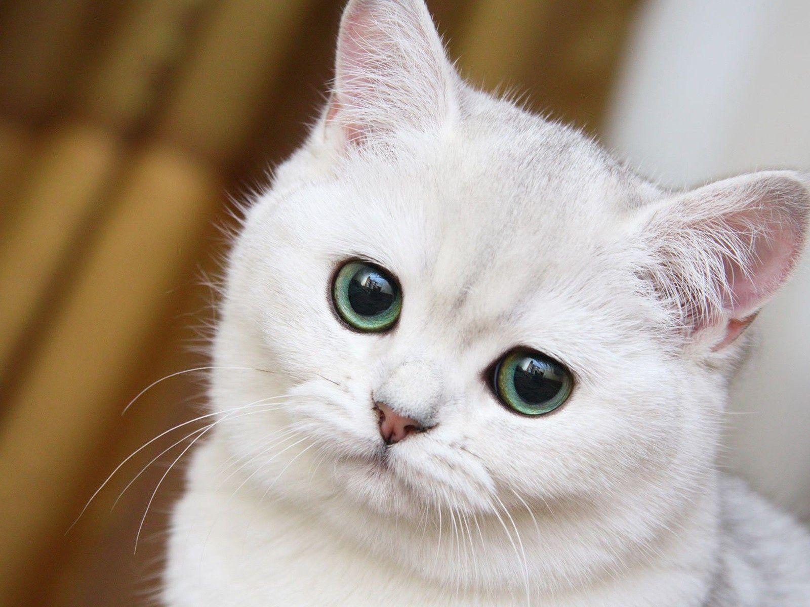 Cute White Cat Close Up Desktop PC And Mac Wallpaper