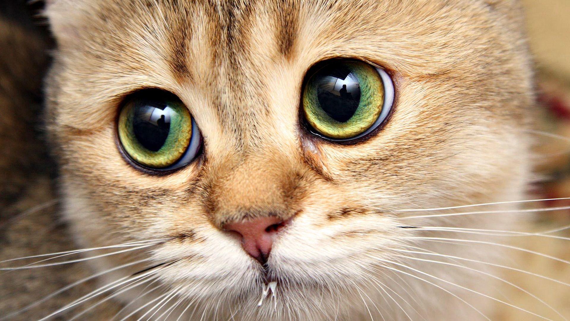Download Wallpaper 1920x1080 Cat, Face, Close Up, Eyes HD Background