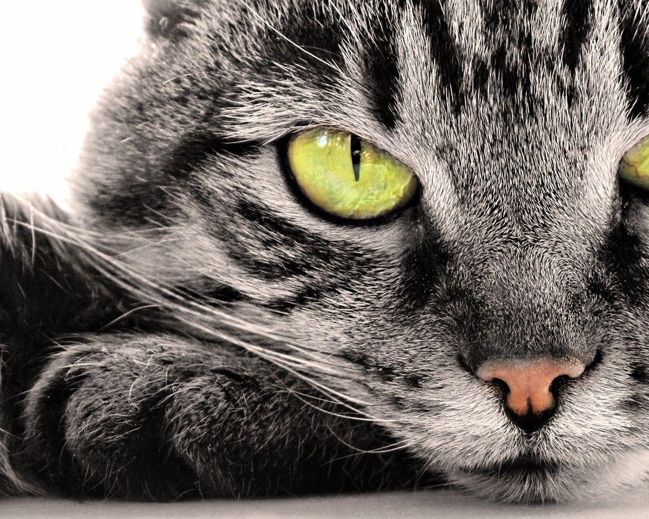 Cat Face Close Up Widescreen Wallpaper. Wide Wallpaper.NET