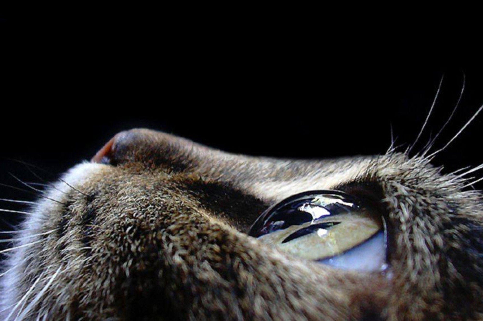 Close Up Eyes Cats Faces Wallpaper. PC