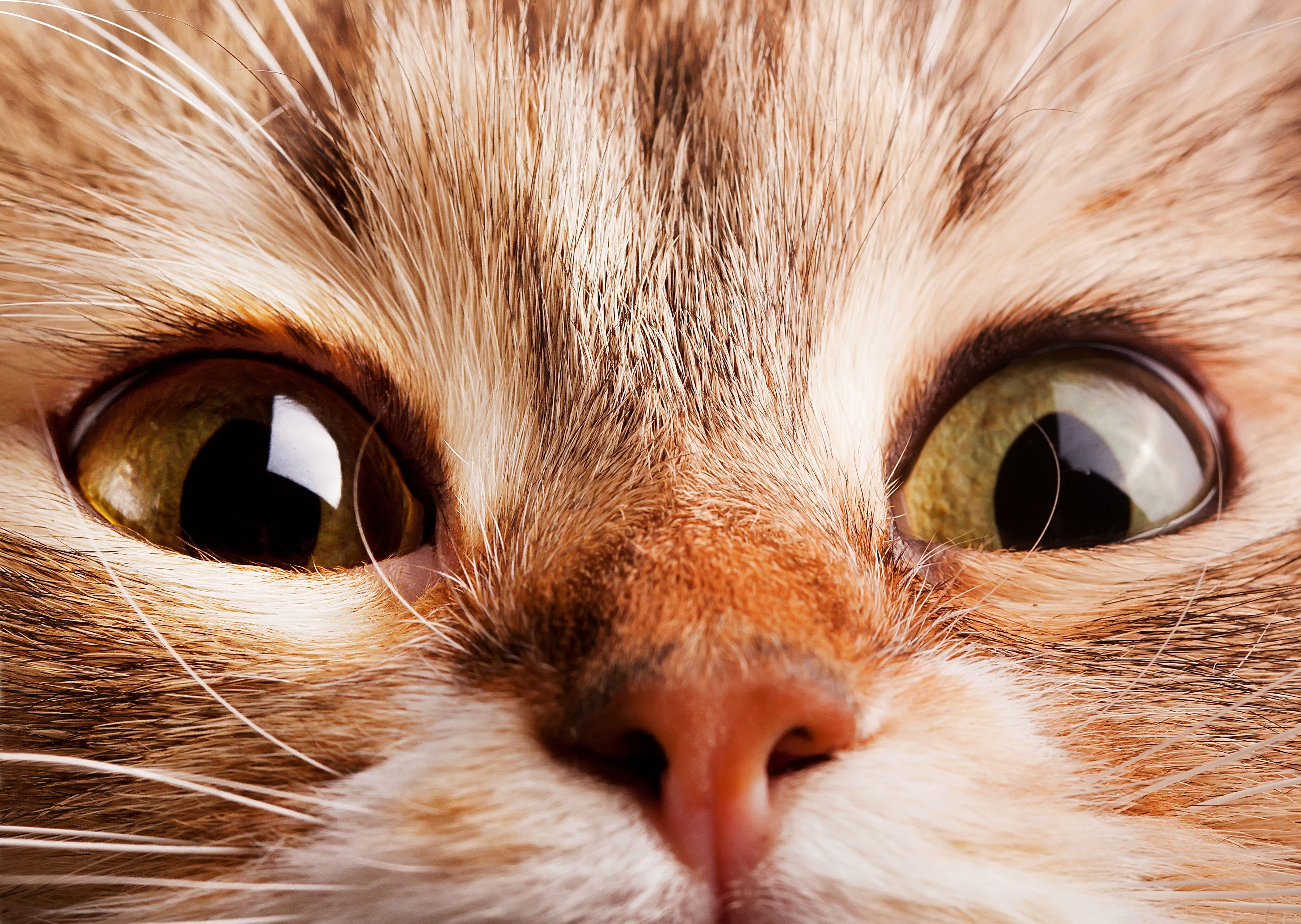 Download Wallpaper cat kitty kitten face snout, 5000x Muzzle