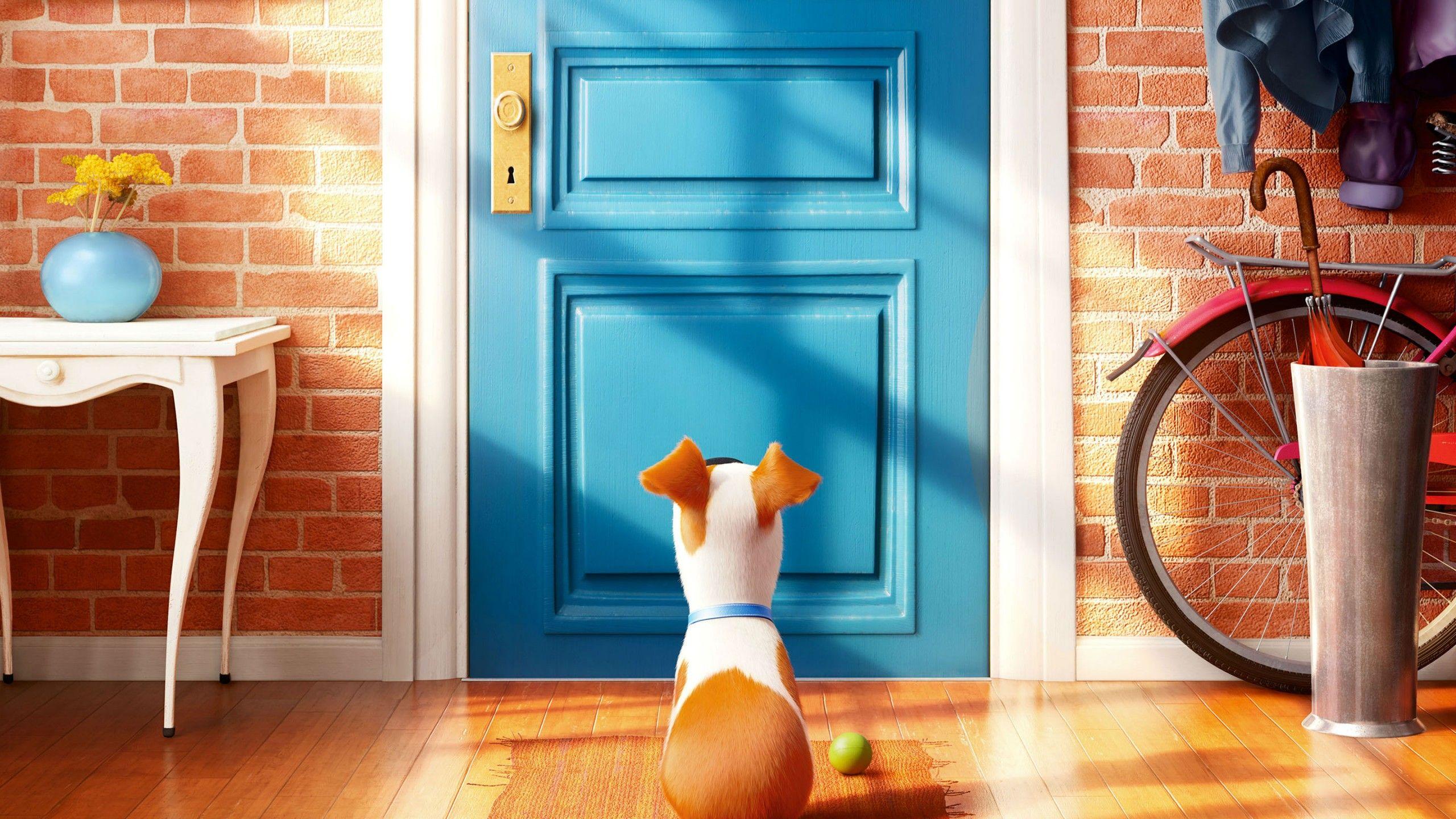 Wallpaper The Secret Life of Pets, Best Animation Movies of 2016