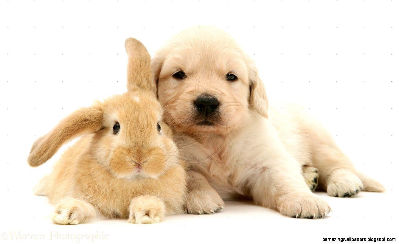 puppies and bunnies wallpaper