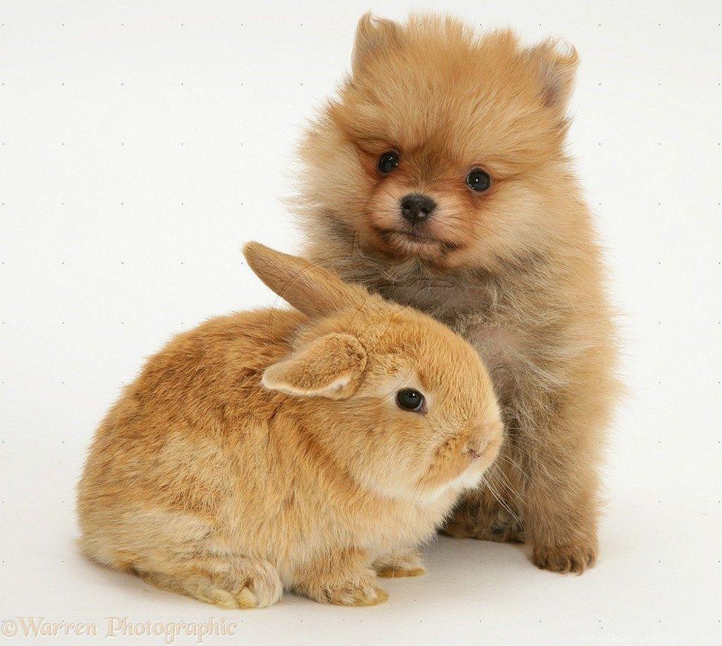 Pomeranian Puppy And Rabbit Animals Wallpaper Desktop Background